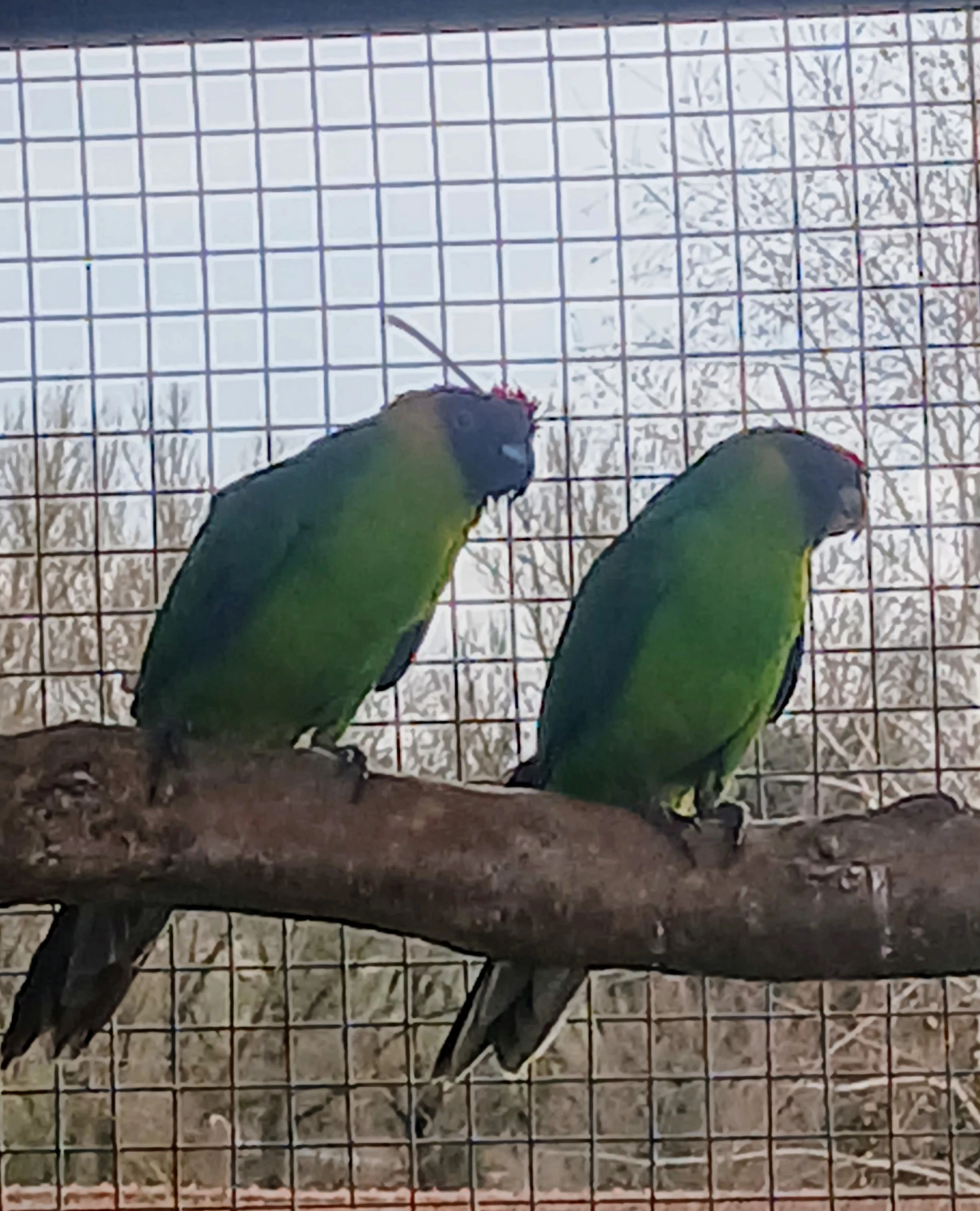 Papoušek chocholatý