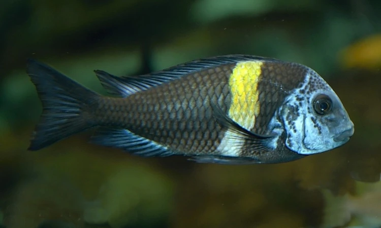 Tropheus duboisi Maswa F2