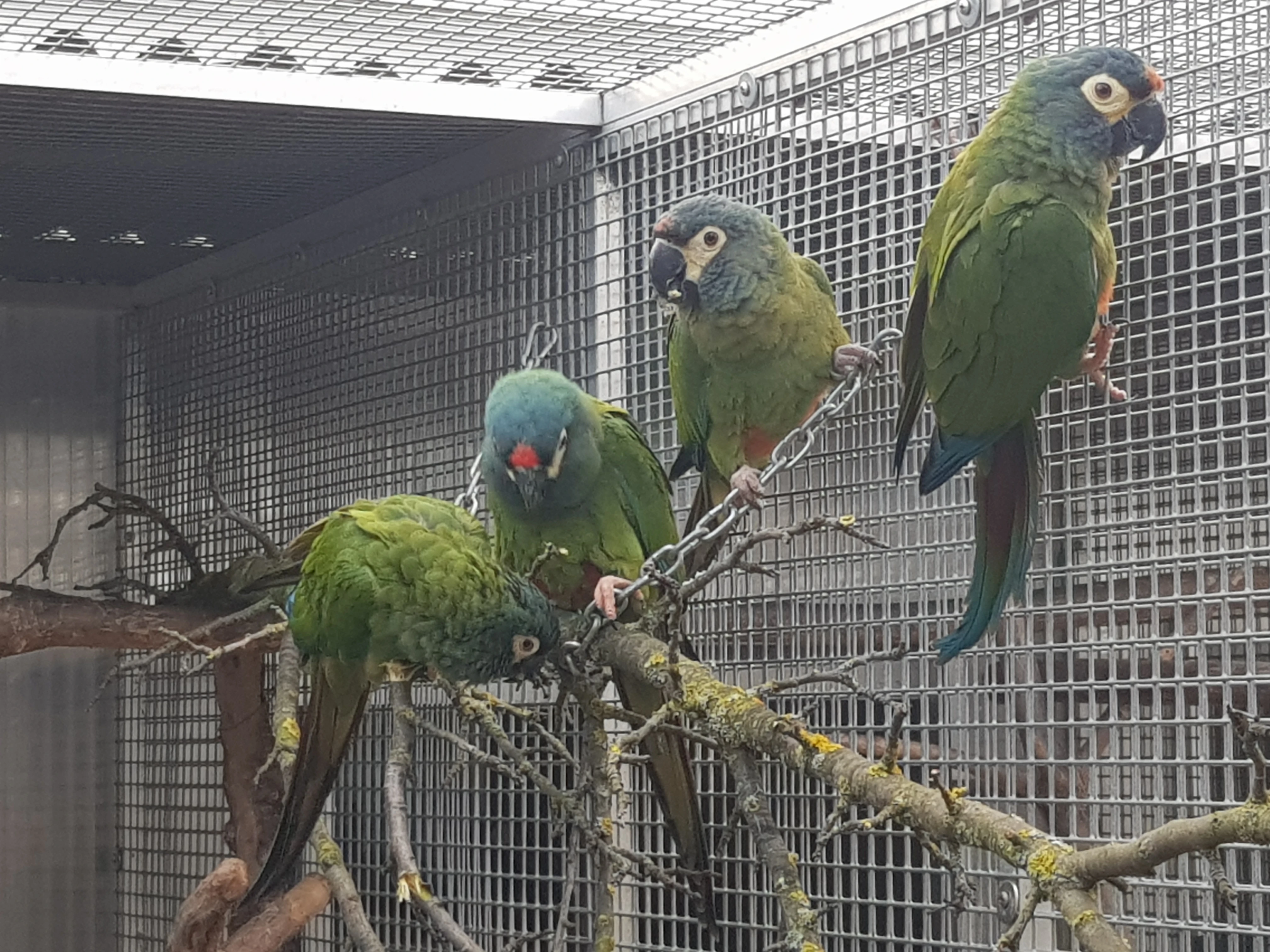 Prodám 1,1 ara marakána