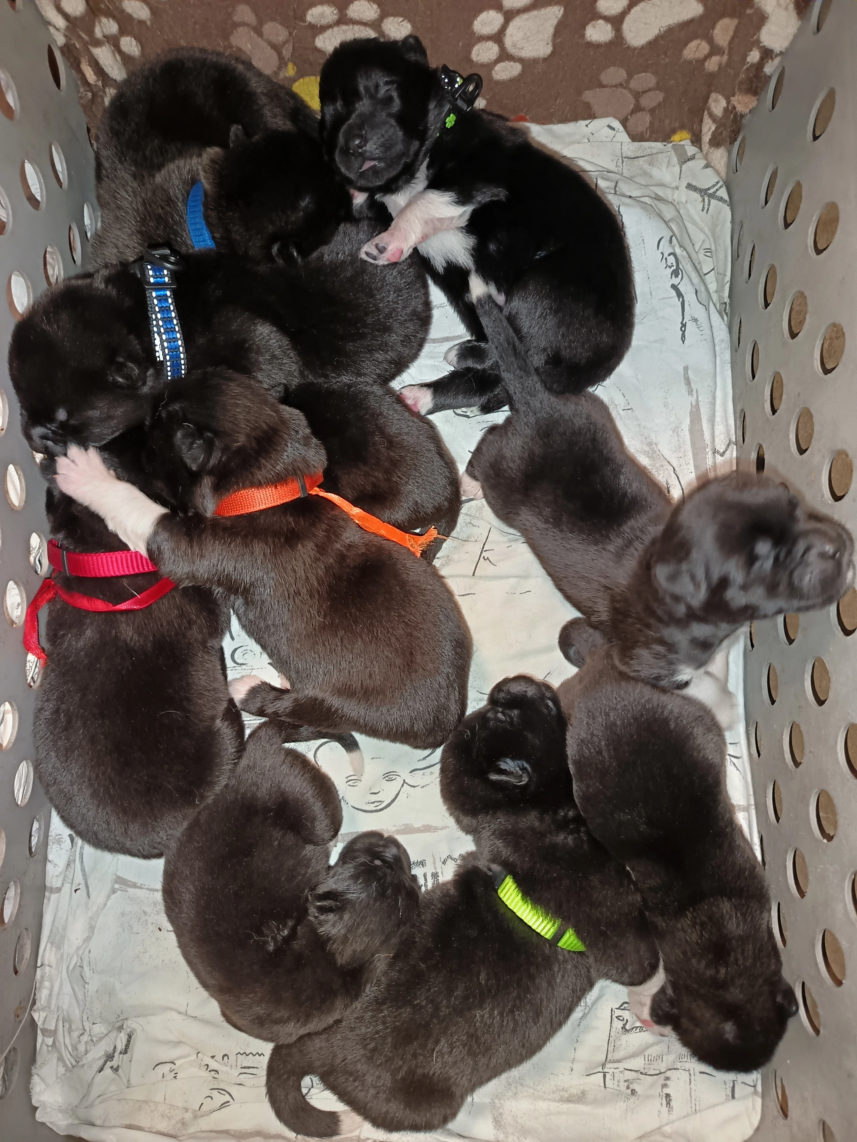 Štěňátka s PP prodám