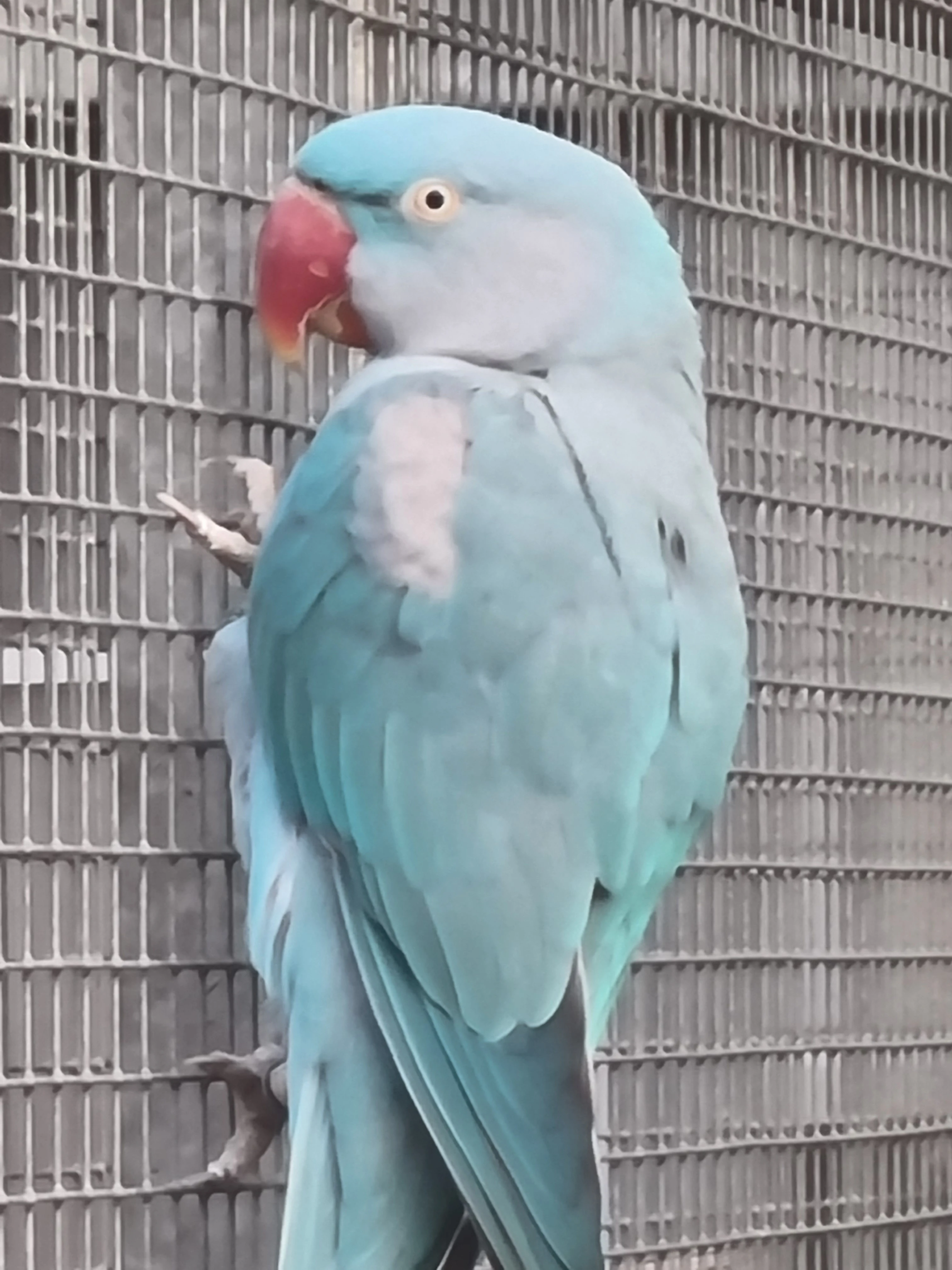 Alexandr velký modrý