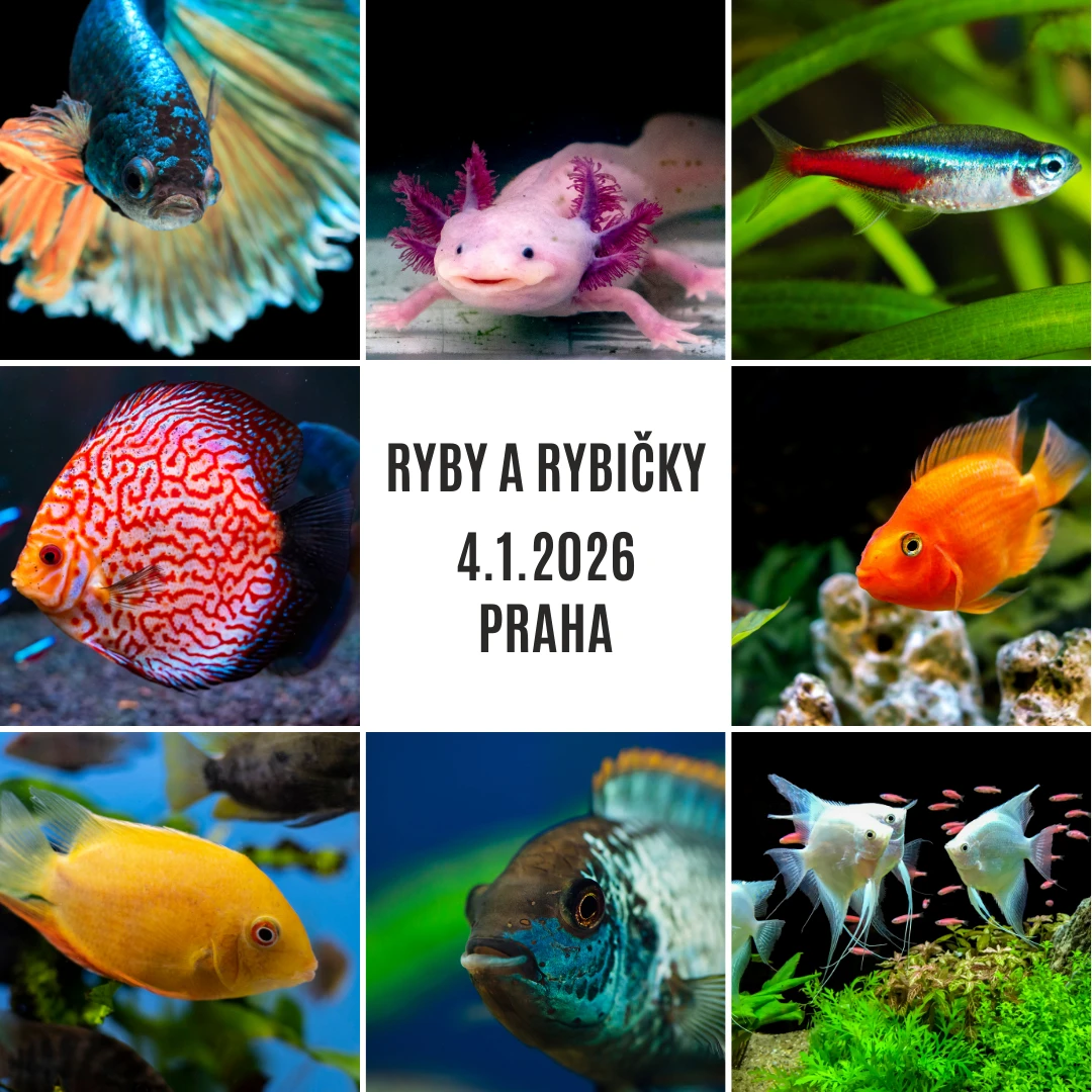 Ryby a rybičky - výstavní a prodejní akvaristická burza v Praze - 4.1.2026