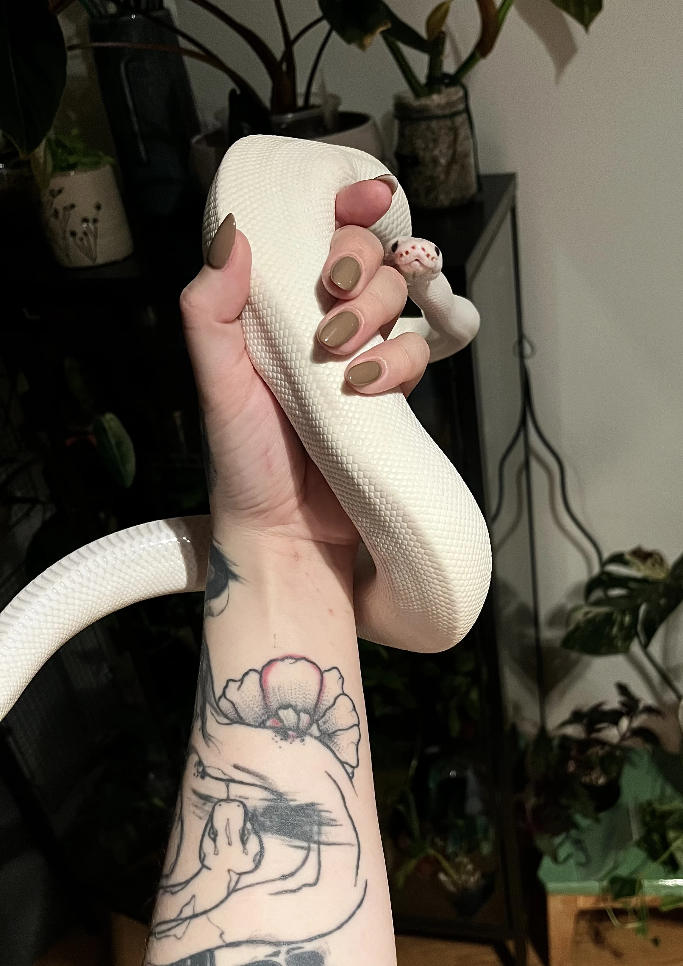 Krajta královská samec včetně vybaveného terária