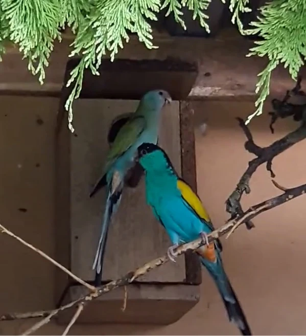 Papoušek žlutokŕídlý P.dissimilis