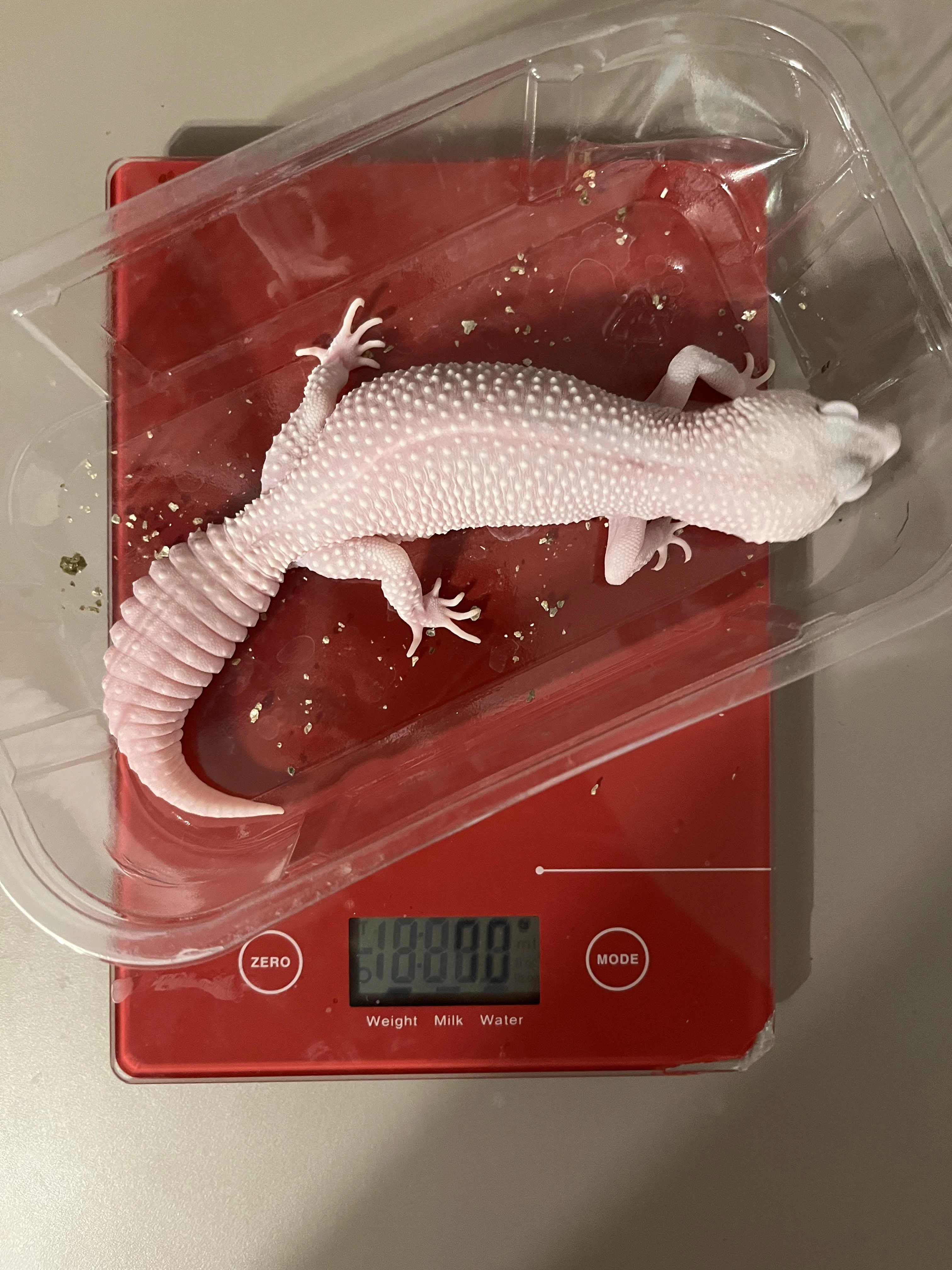 Prodám Gekončíka nočního