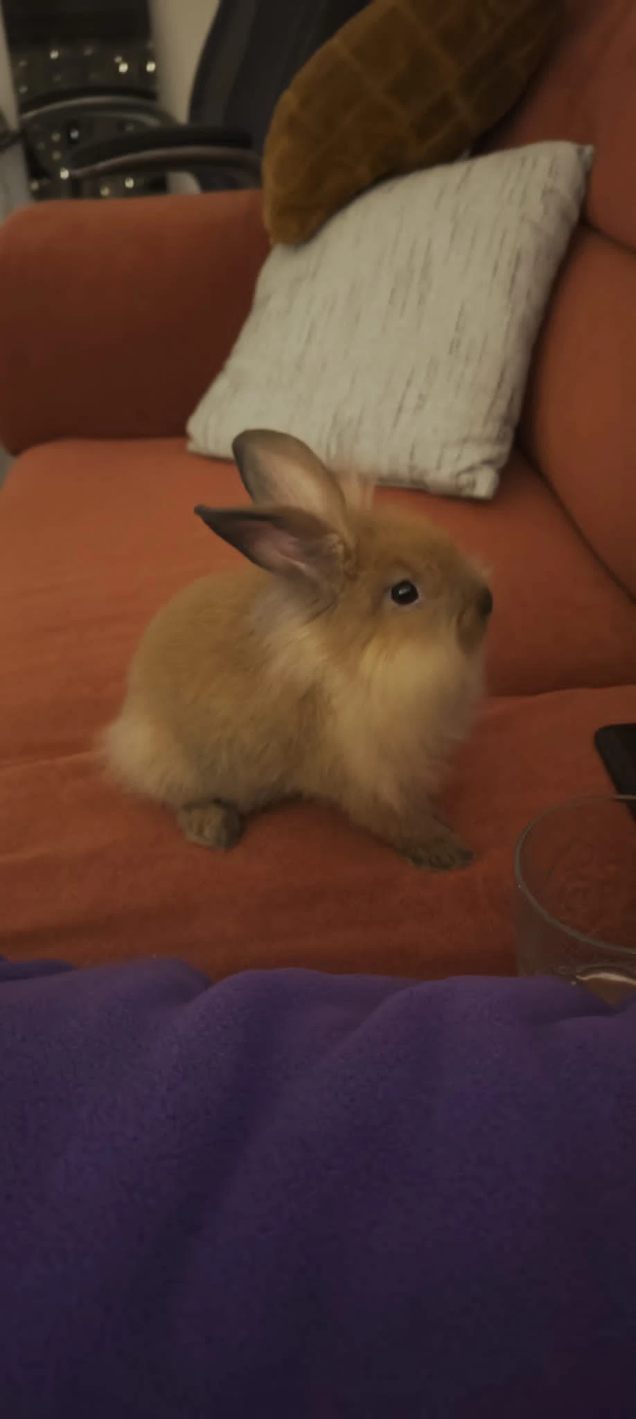 Prodám zakrslý králík levek kluk