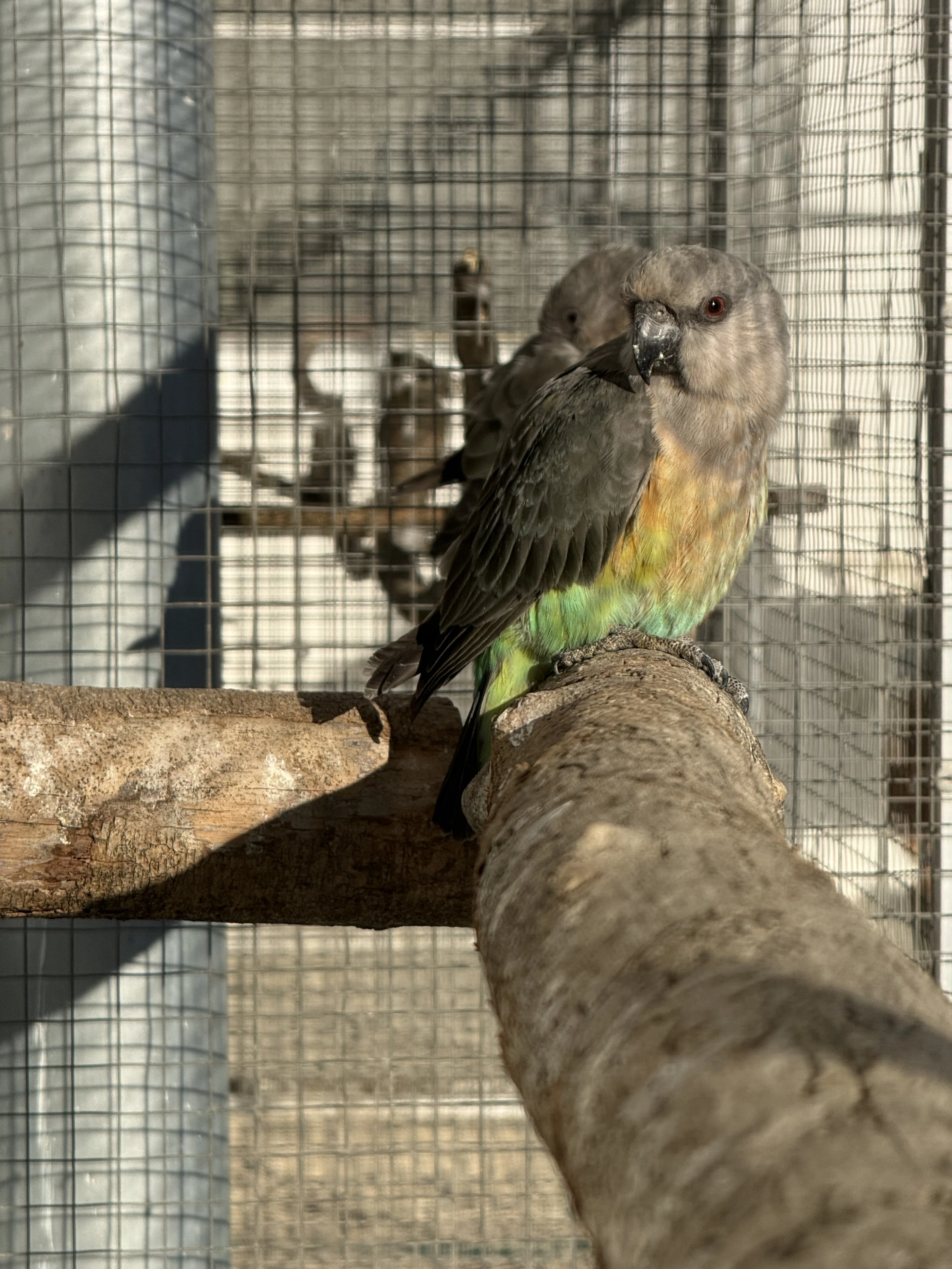 0.2 Papoušek červenobřichý (P. Rufiventris)