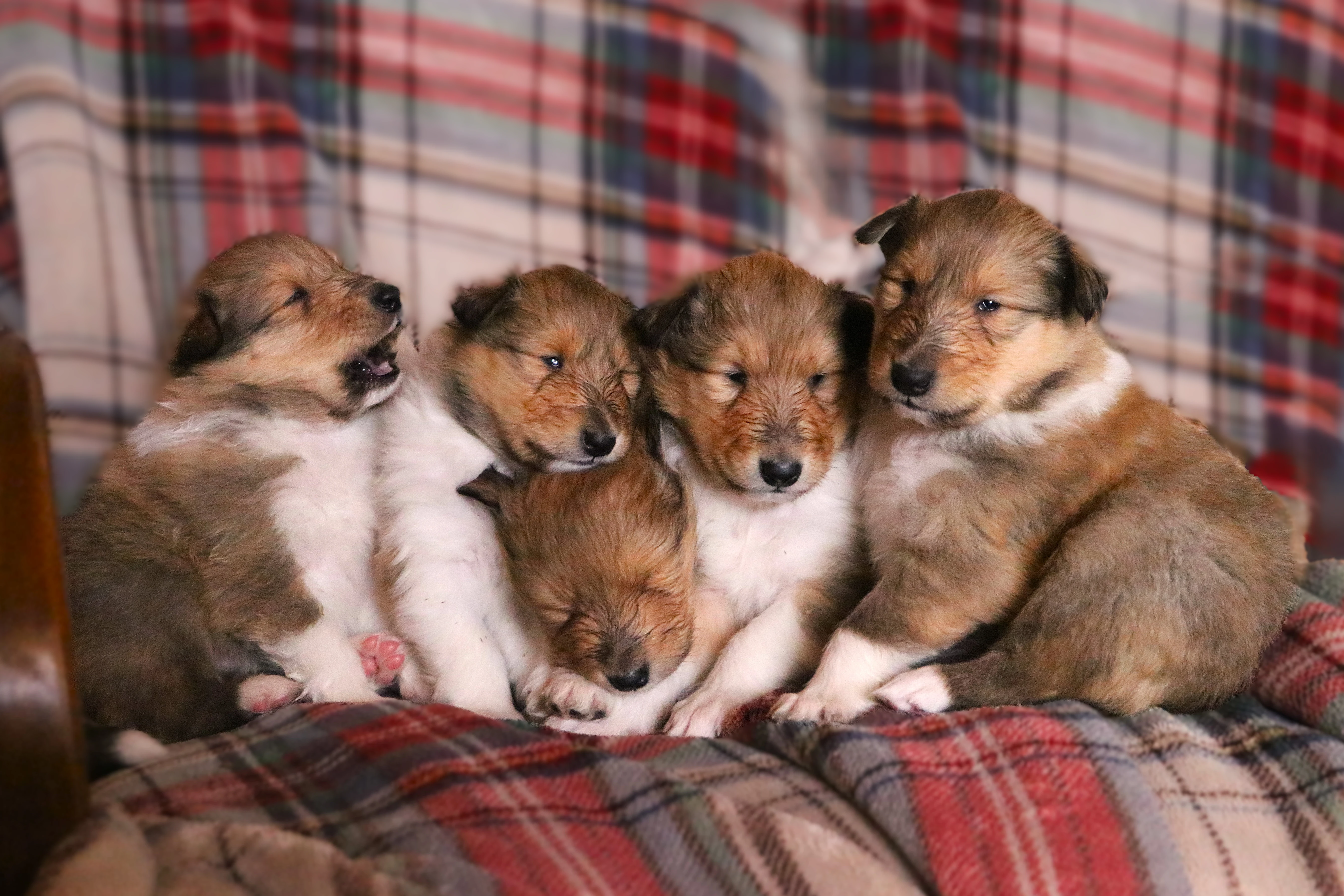 Predám šteniatka kólie dlhosrstej