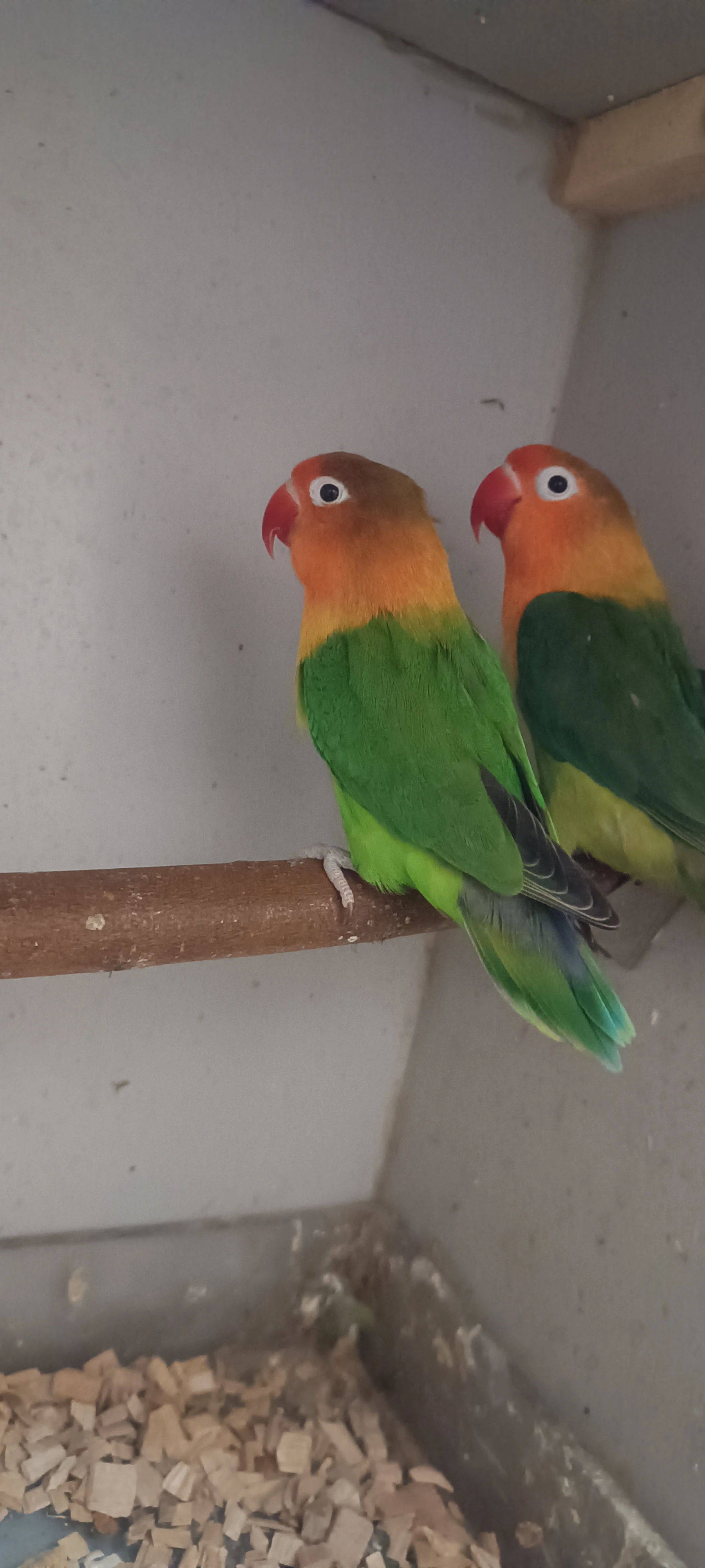 Chovná pára agapornisu