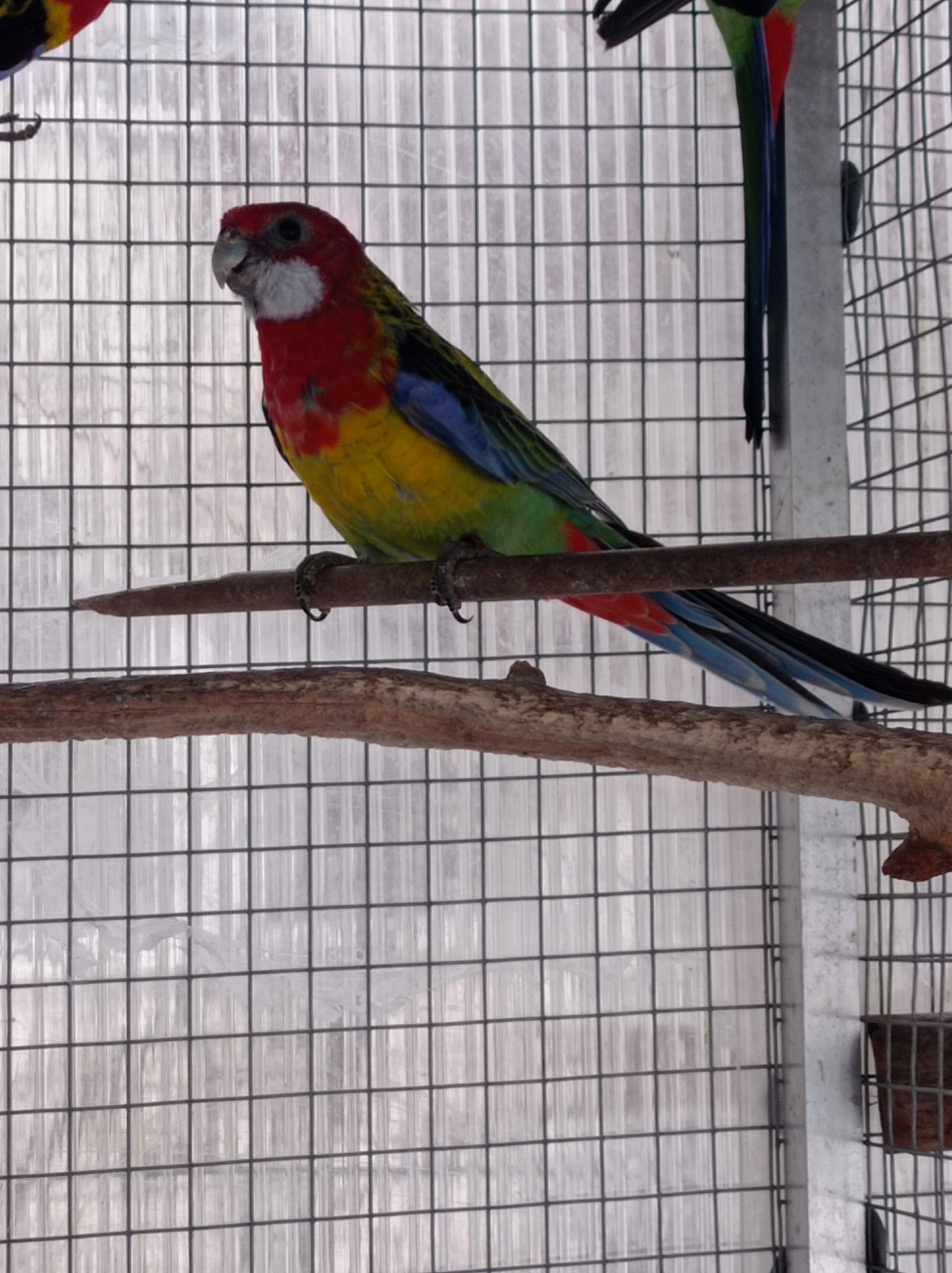 Rosela pestrá samec