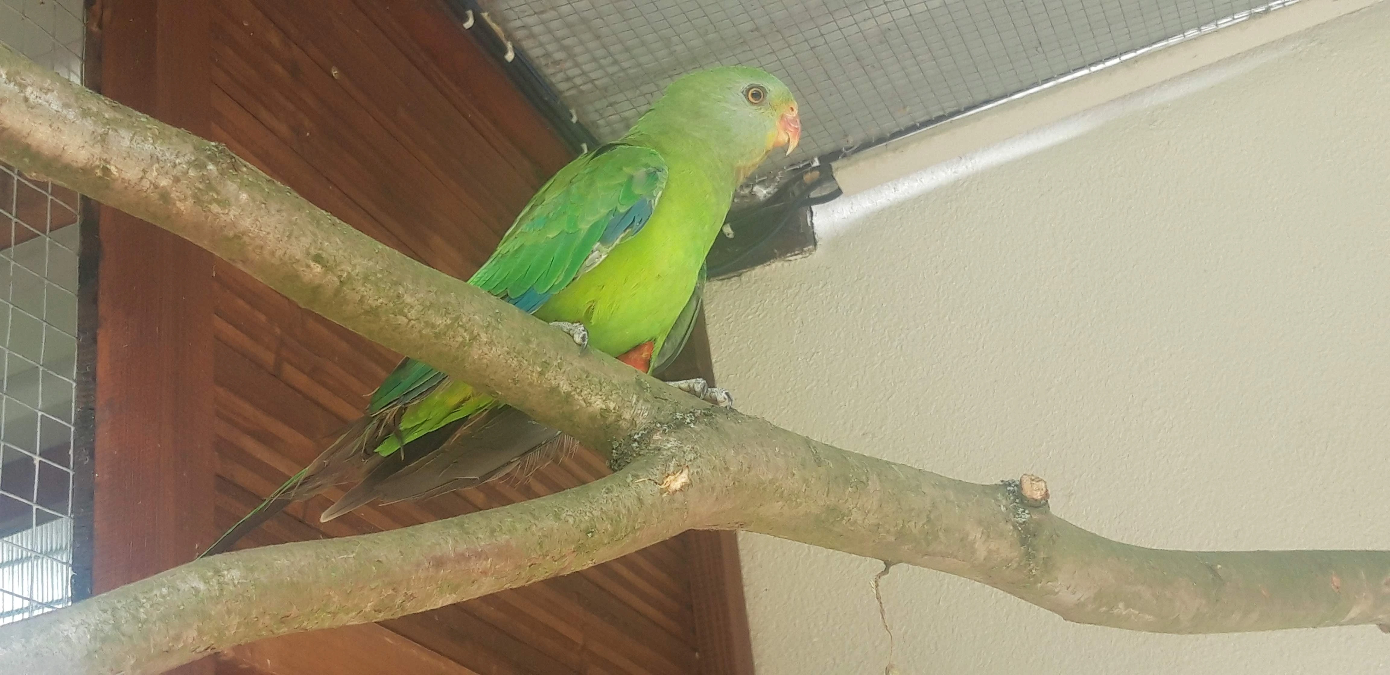 Prodám Papouška nádherného