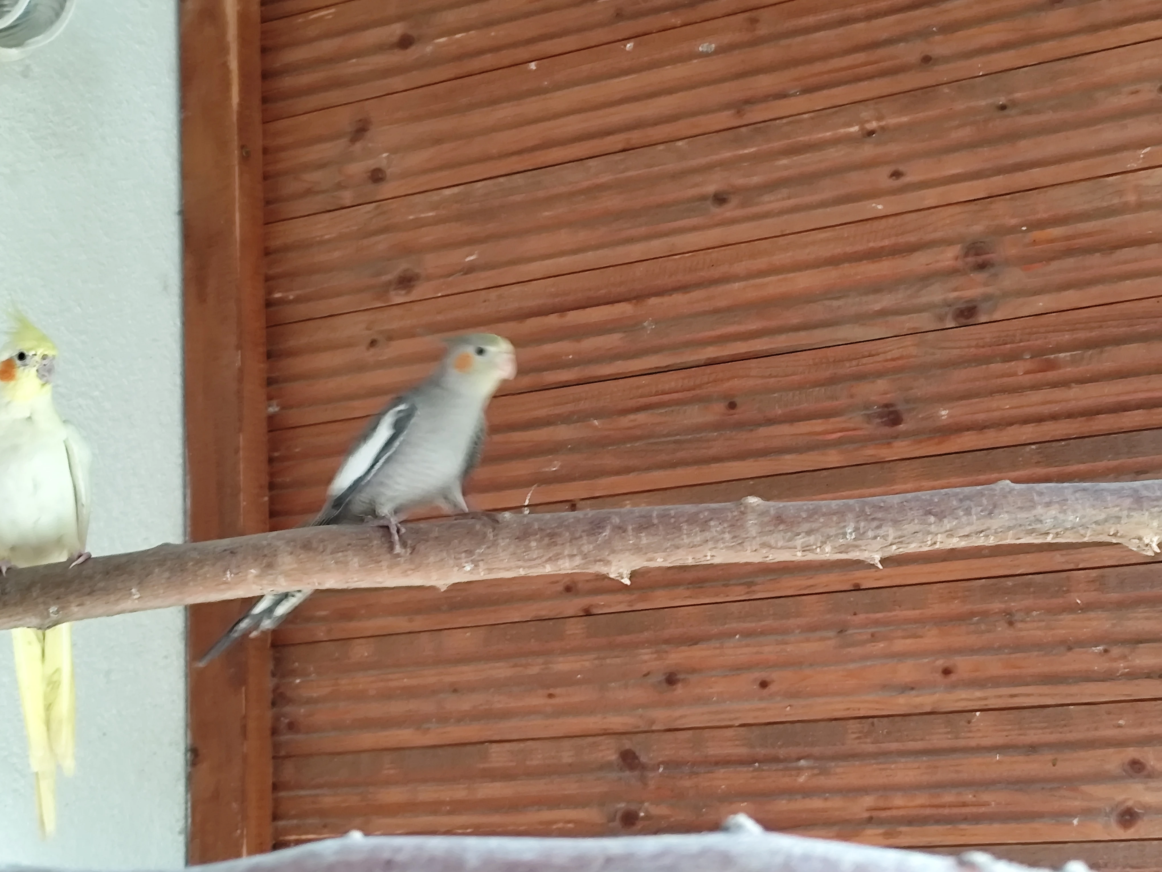 Prodám Korelu chocholatou