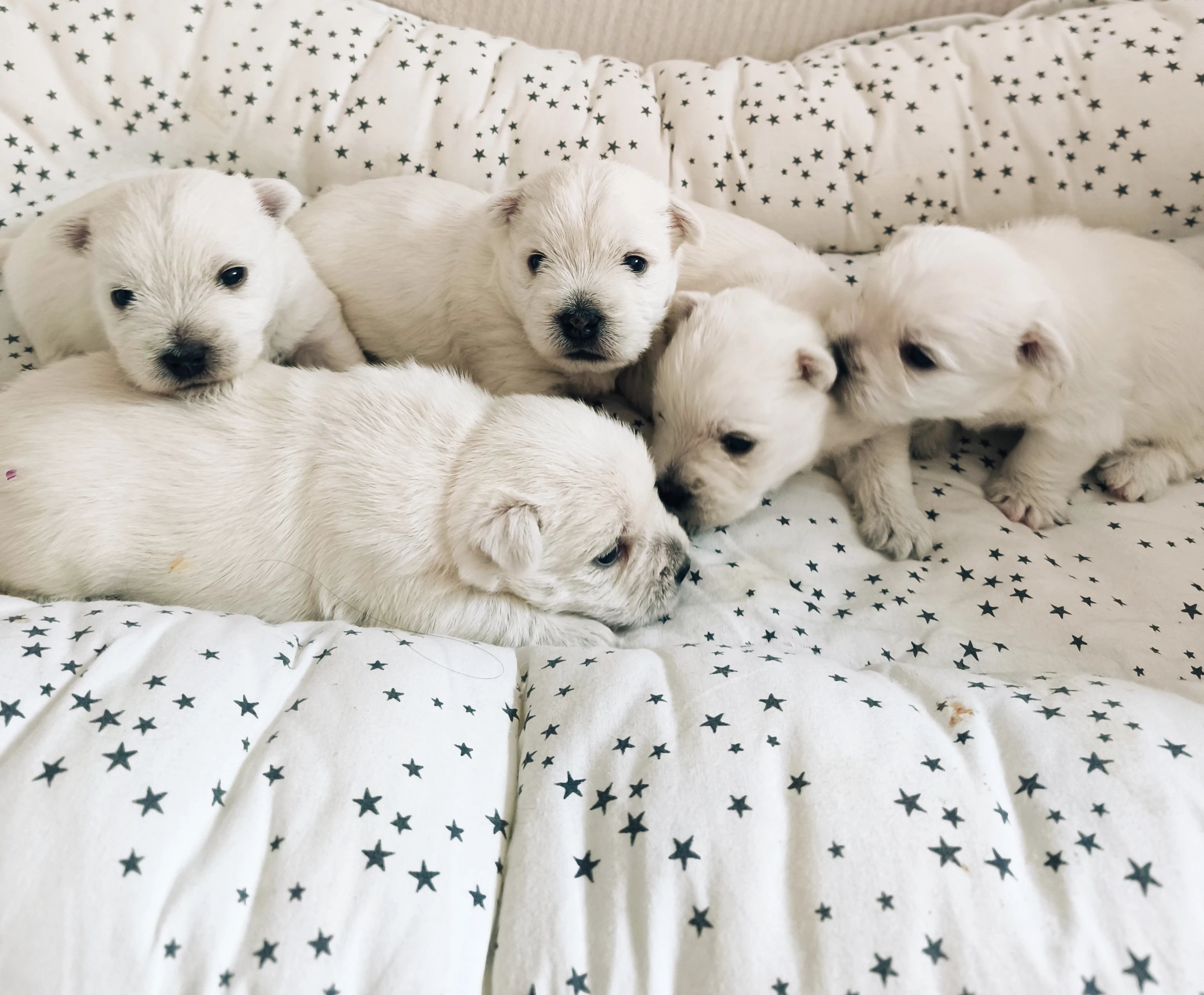 Nabízím k prodeji westì štěňátka