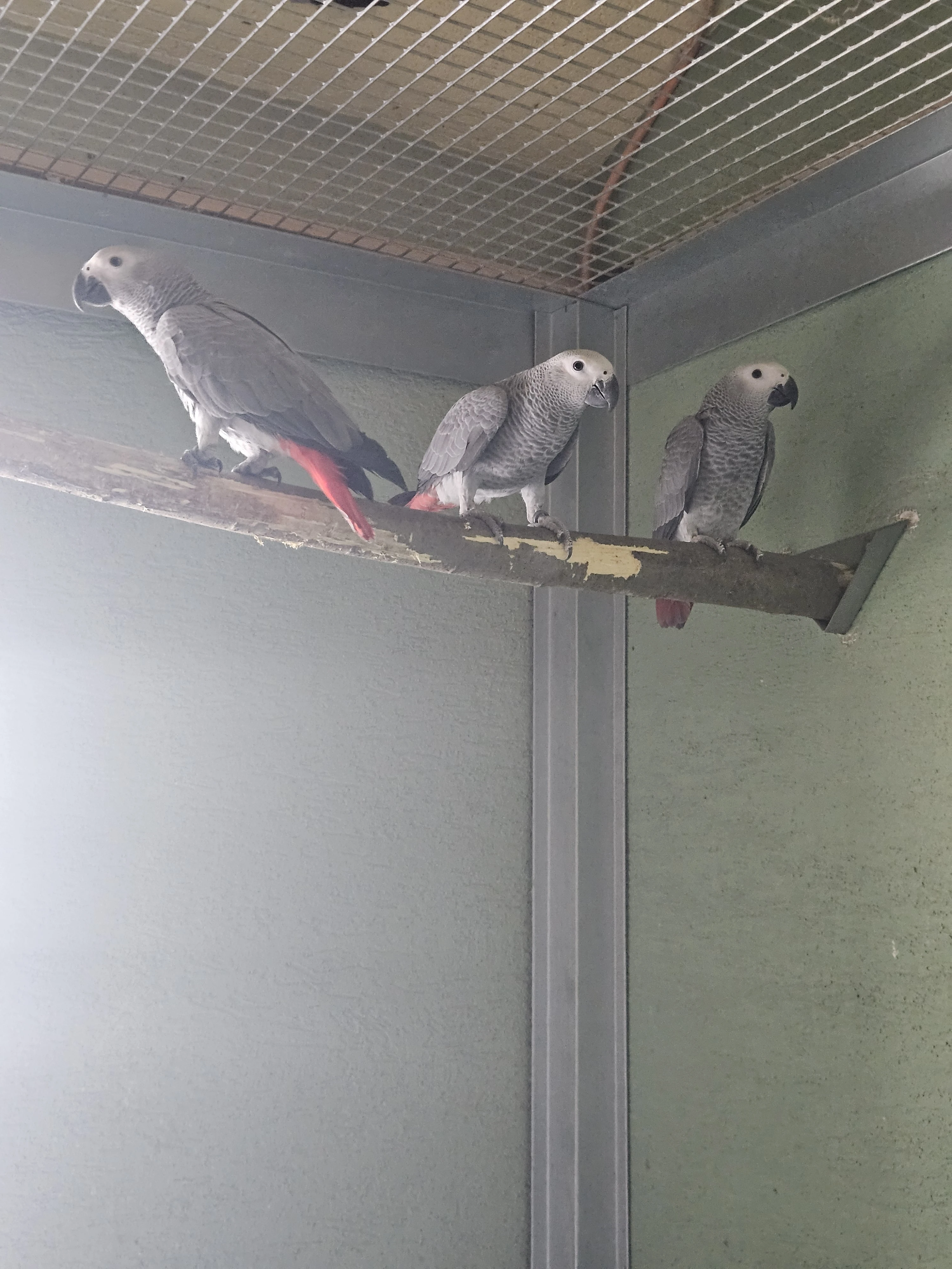 Papagáj Sivý Žako