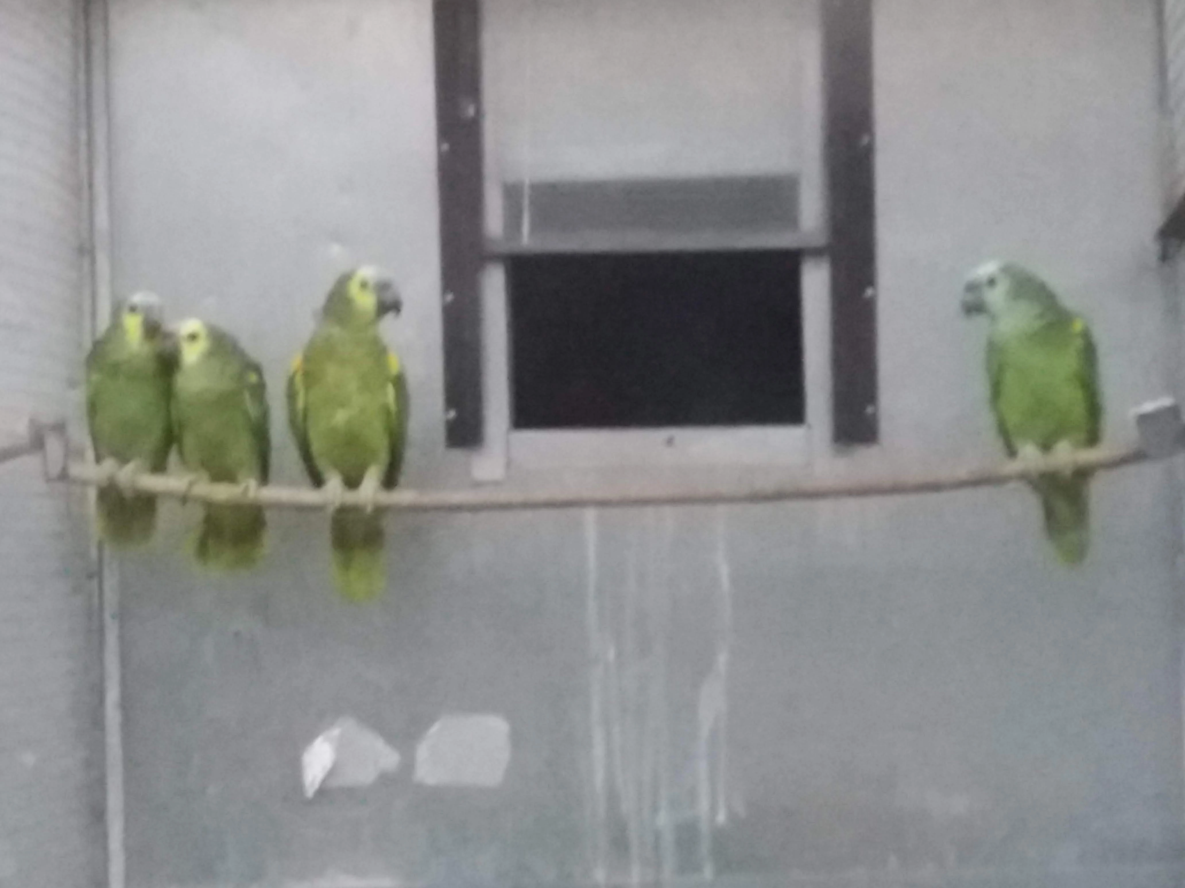 Amazoňan modročelý