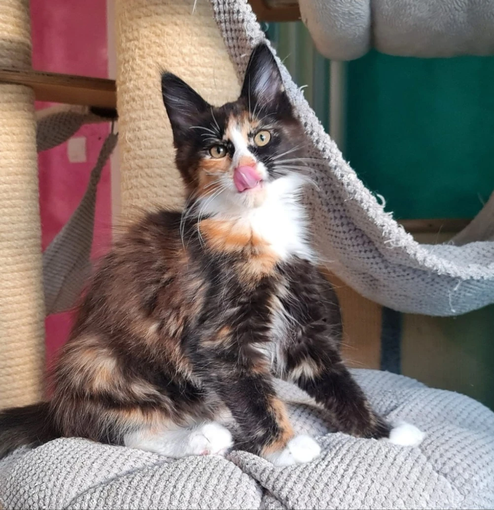 Mainská mývalí kočka s PP