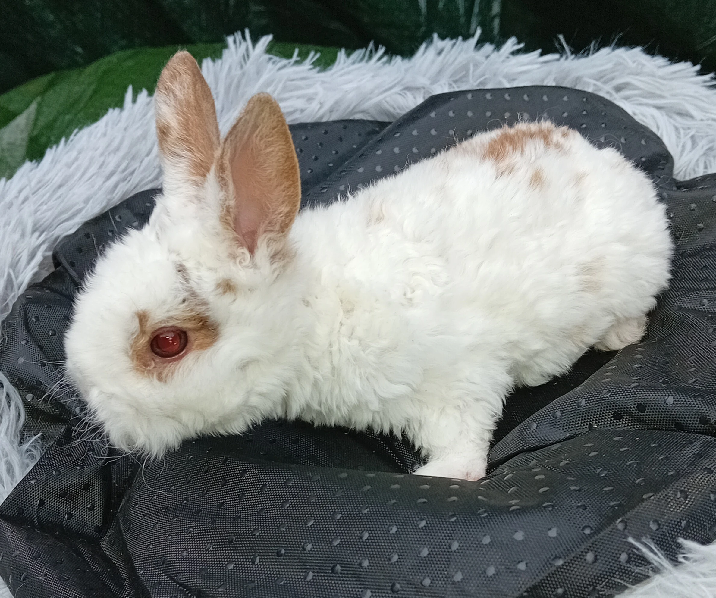 Zakrslý králíček rex B3