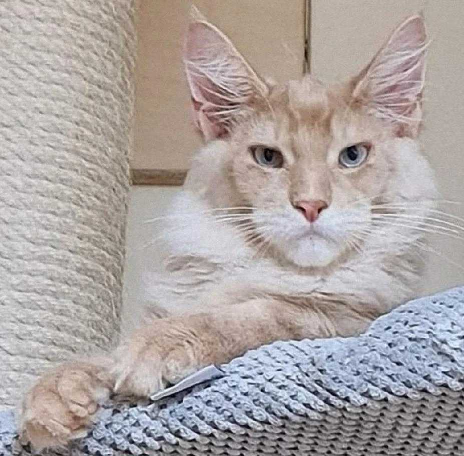 Sunlight - Mainská mývalí kočka s PP