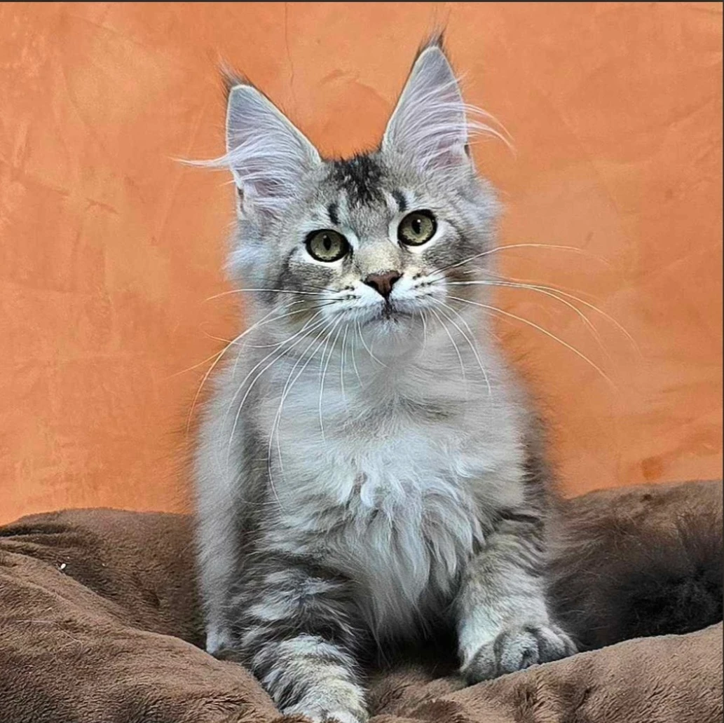 Vaani - Mainská mývalí kočka s PP