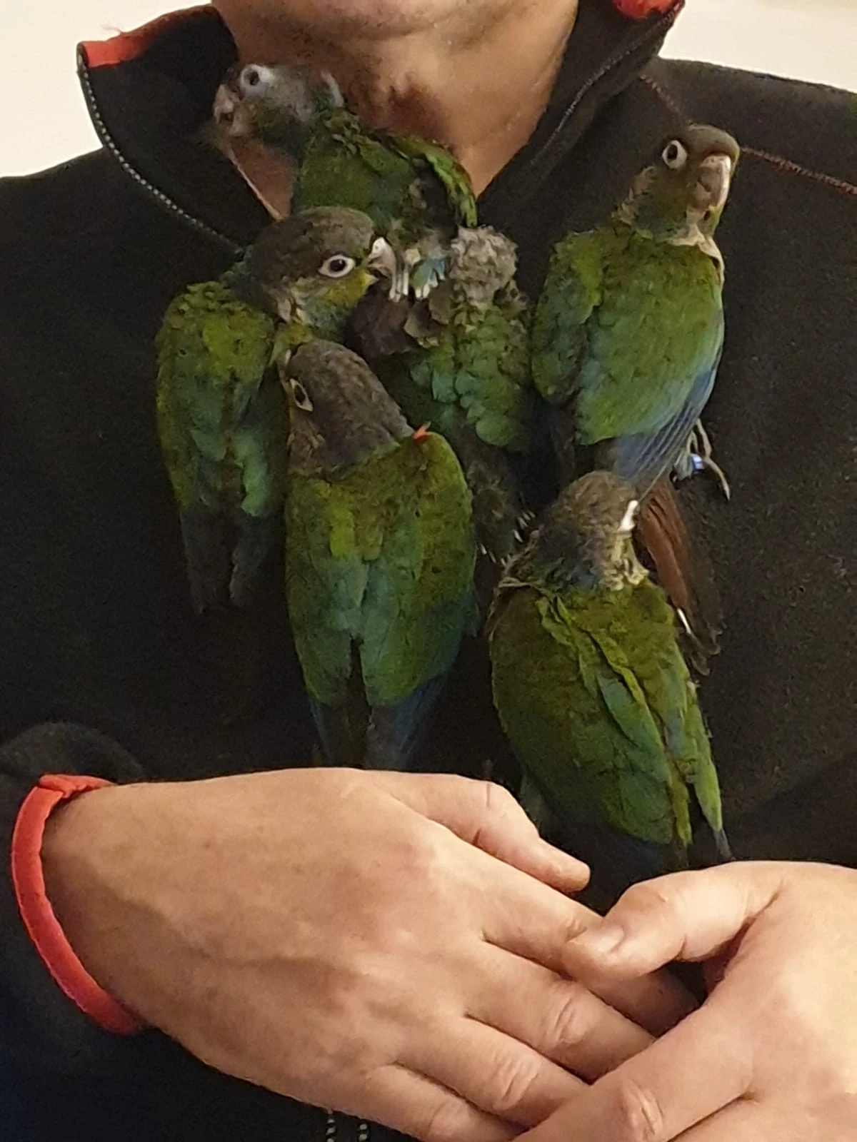 Ručně dokrmená mláďata