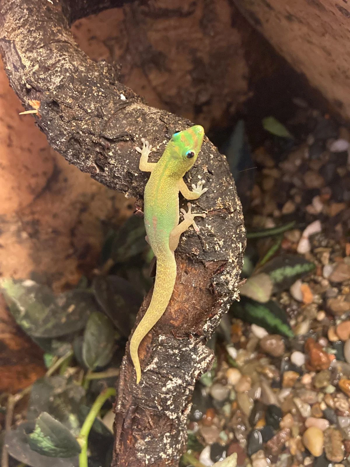 Prodám samice Phelsuma nigristriata a Phelsuma laticauda