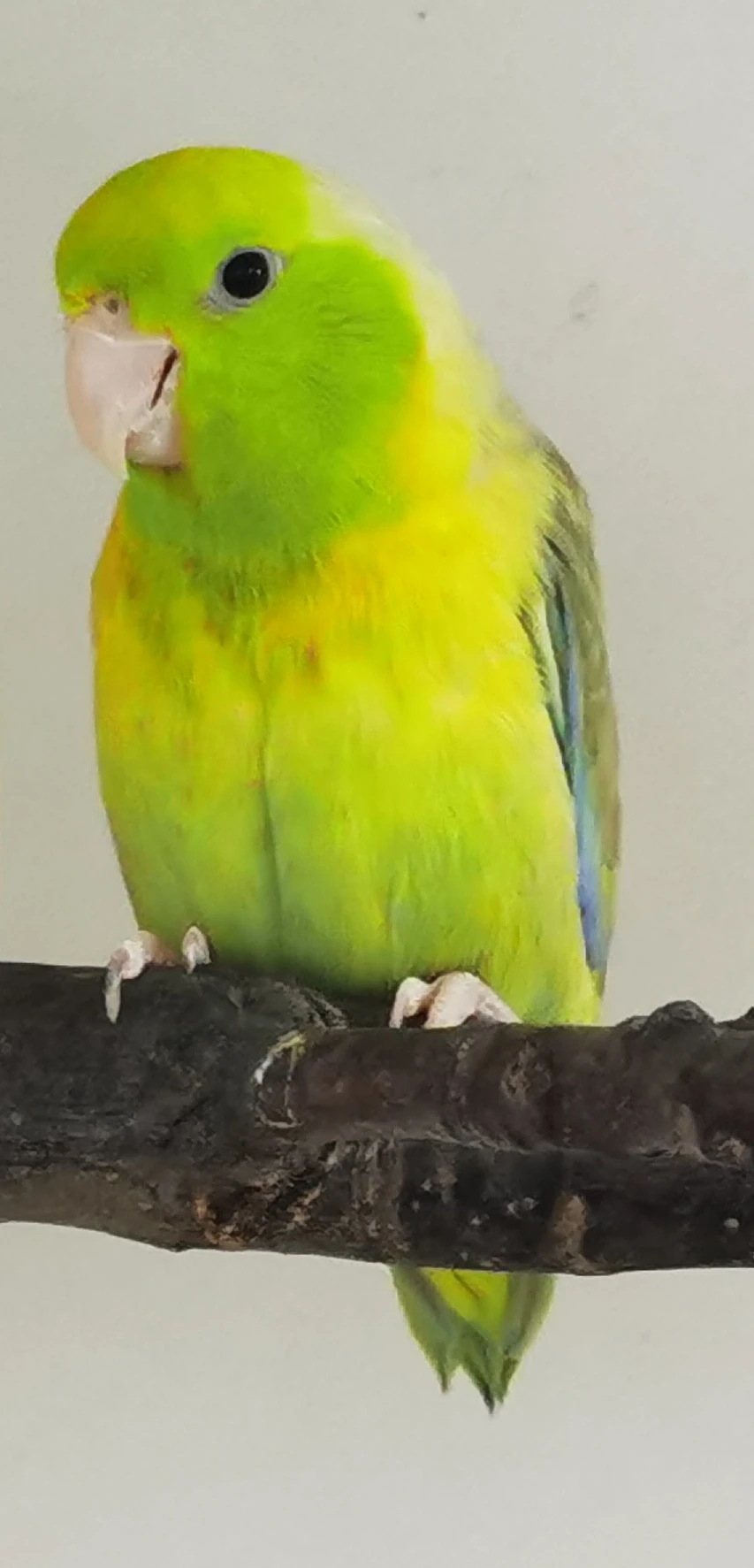 Papoušíček šedokřídlý pár