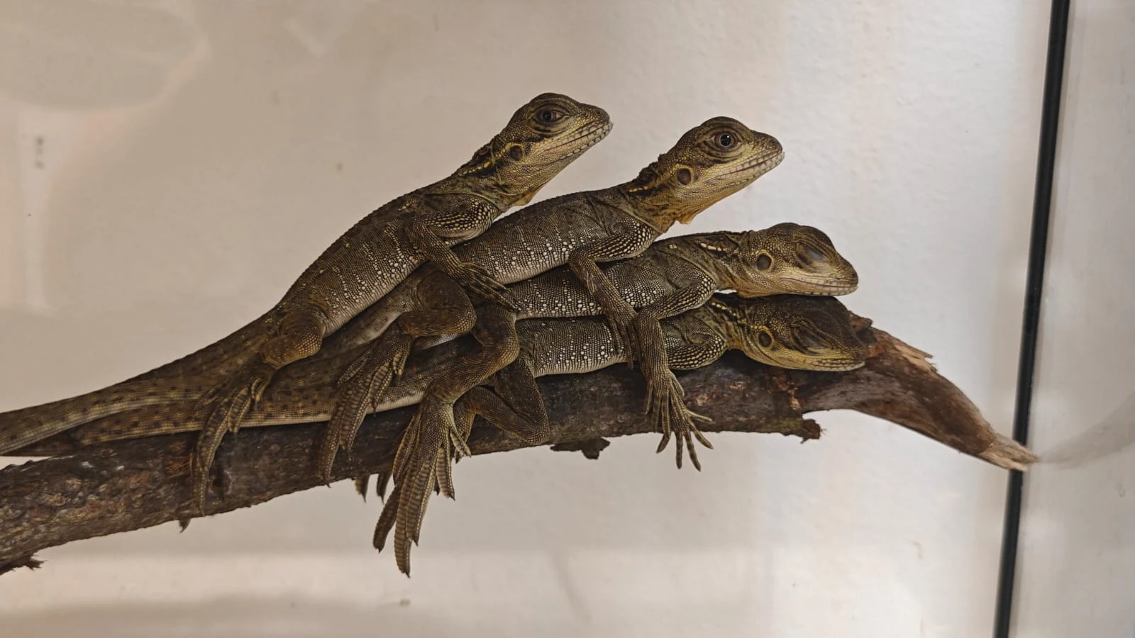 Agama Weberova (Hydrosaurus weberi)