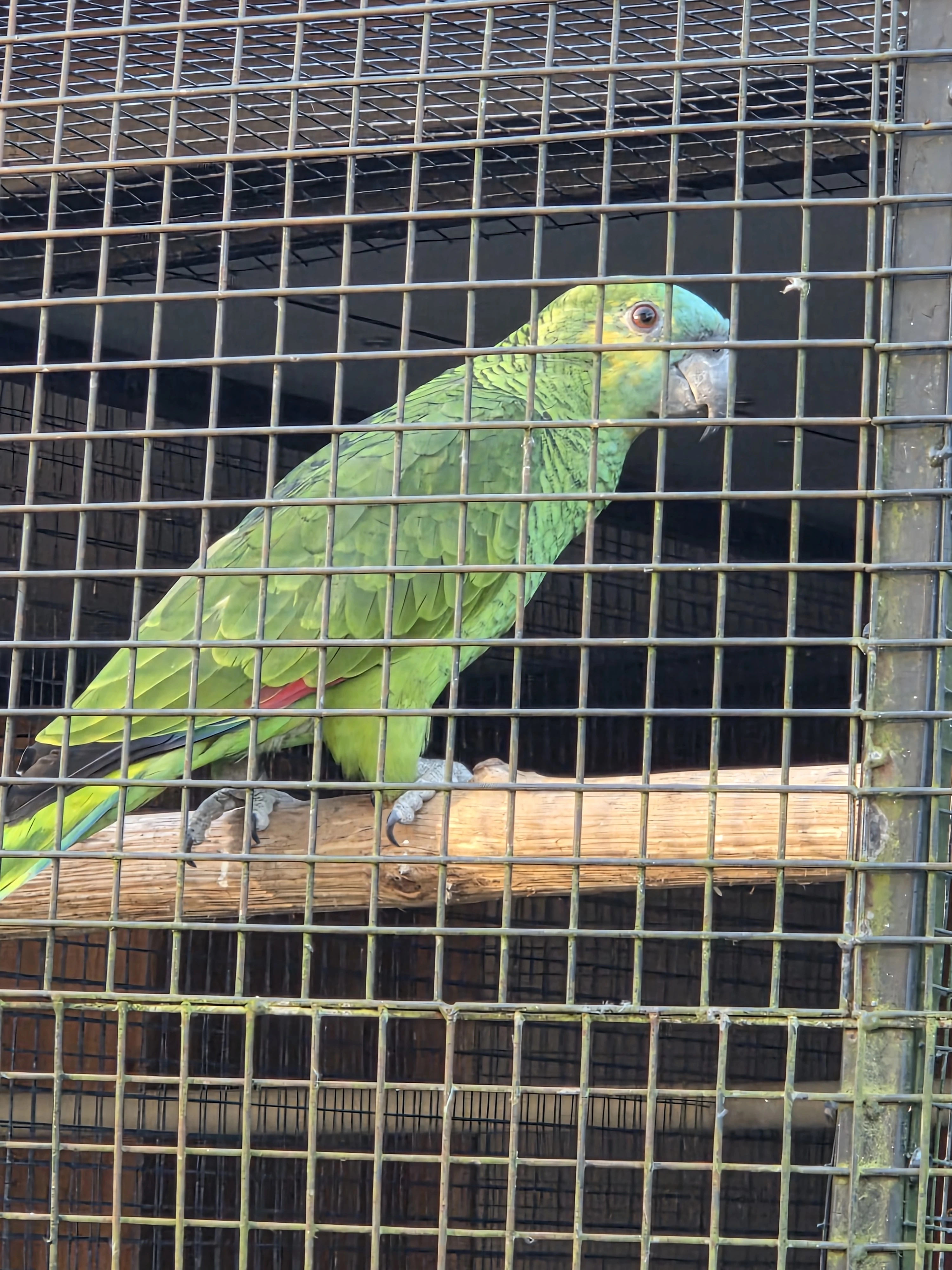 Amazonan modročelý