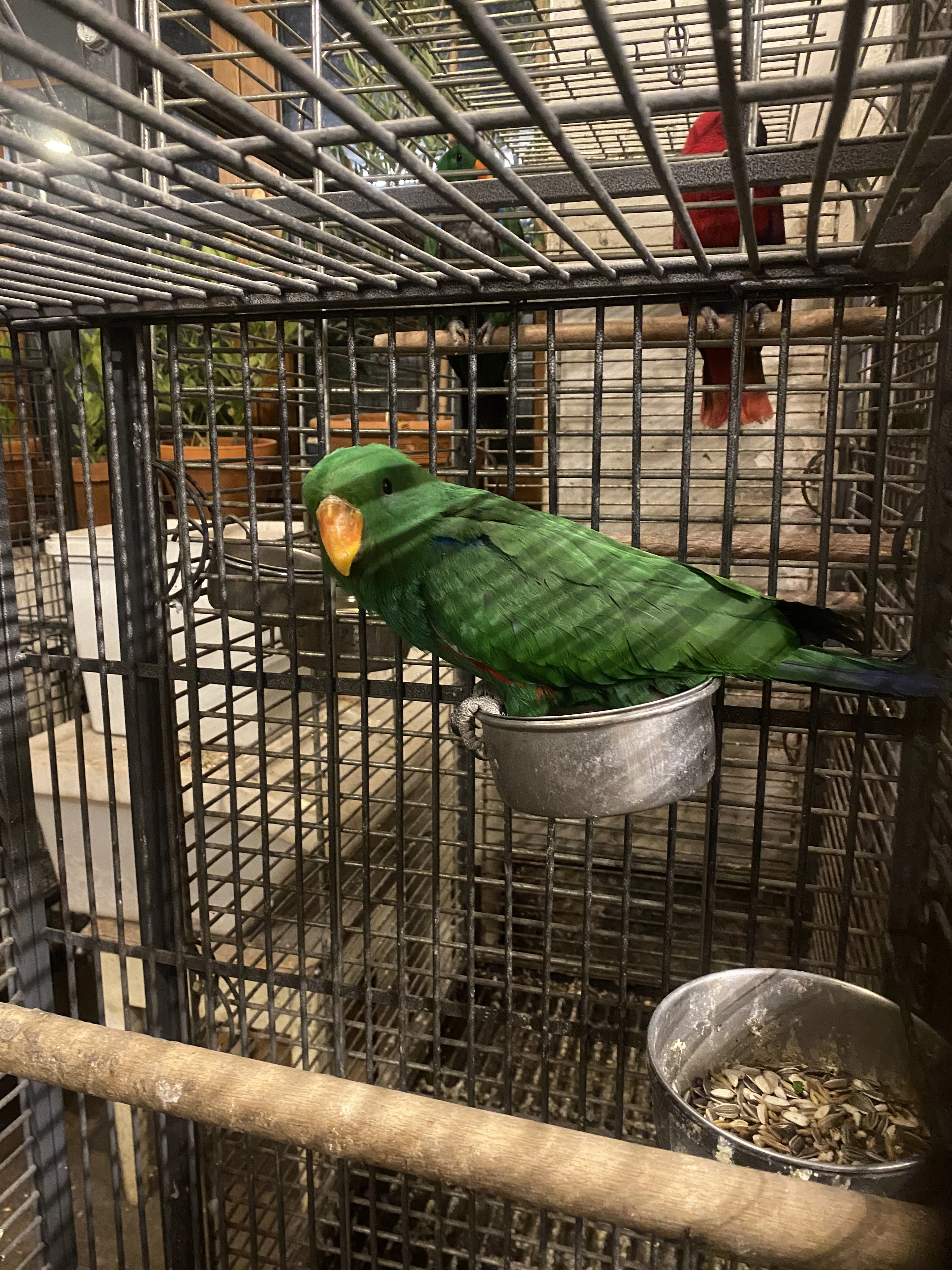 Eklektus různobarevný