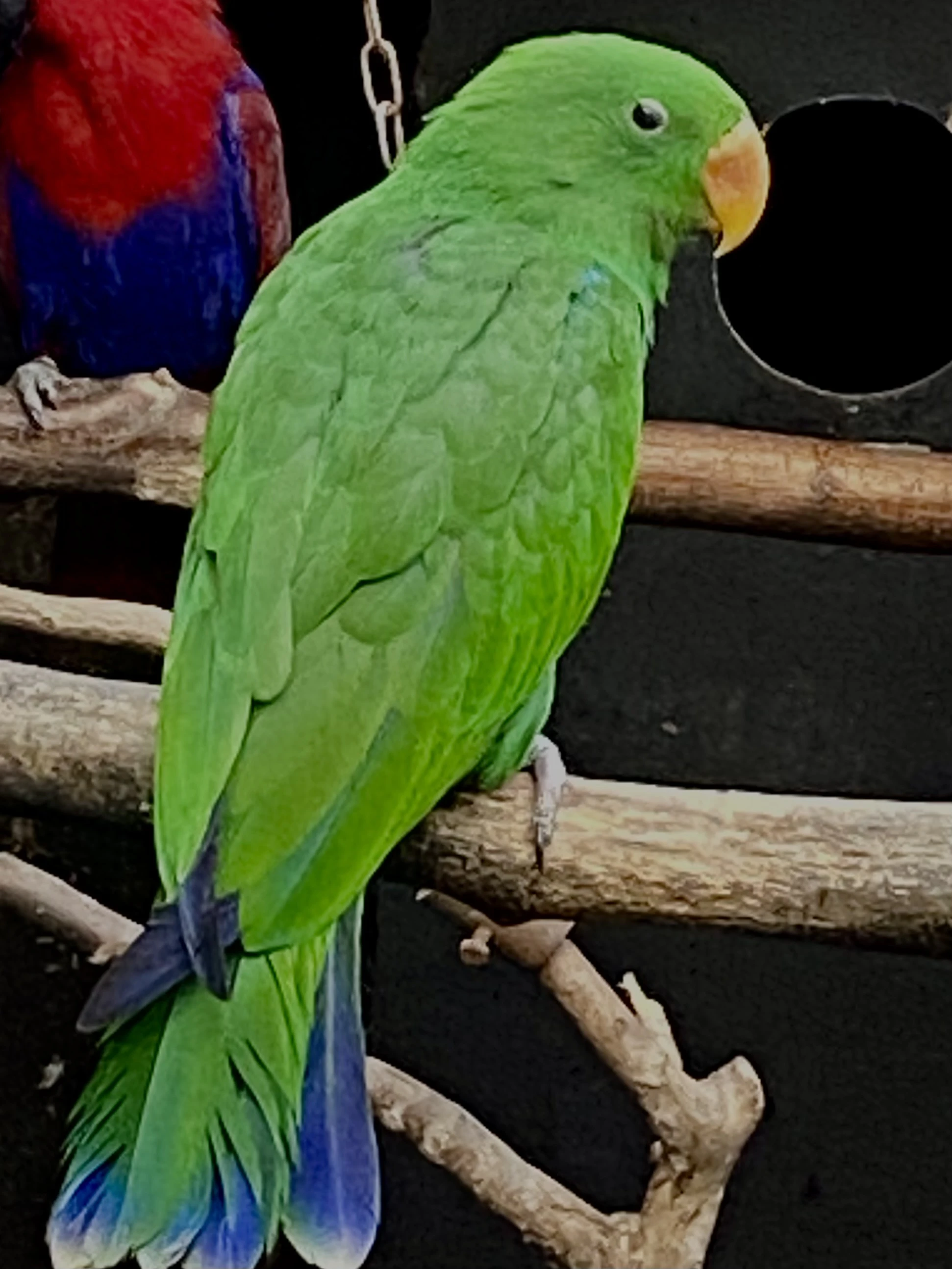 Eklektus různobarevný