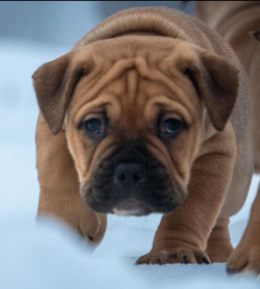 Štěňata Old English Bulldog