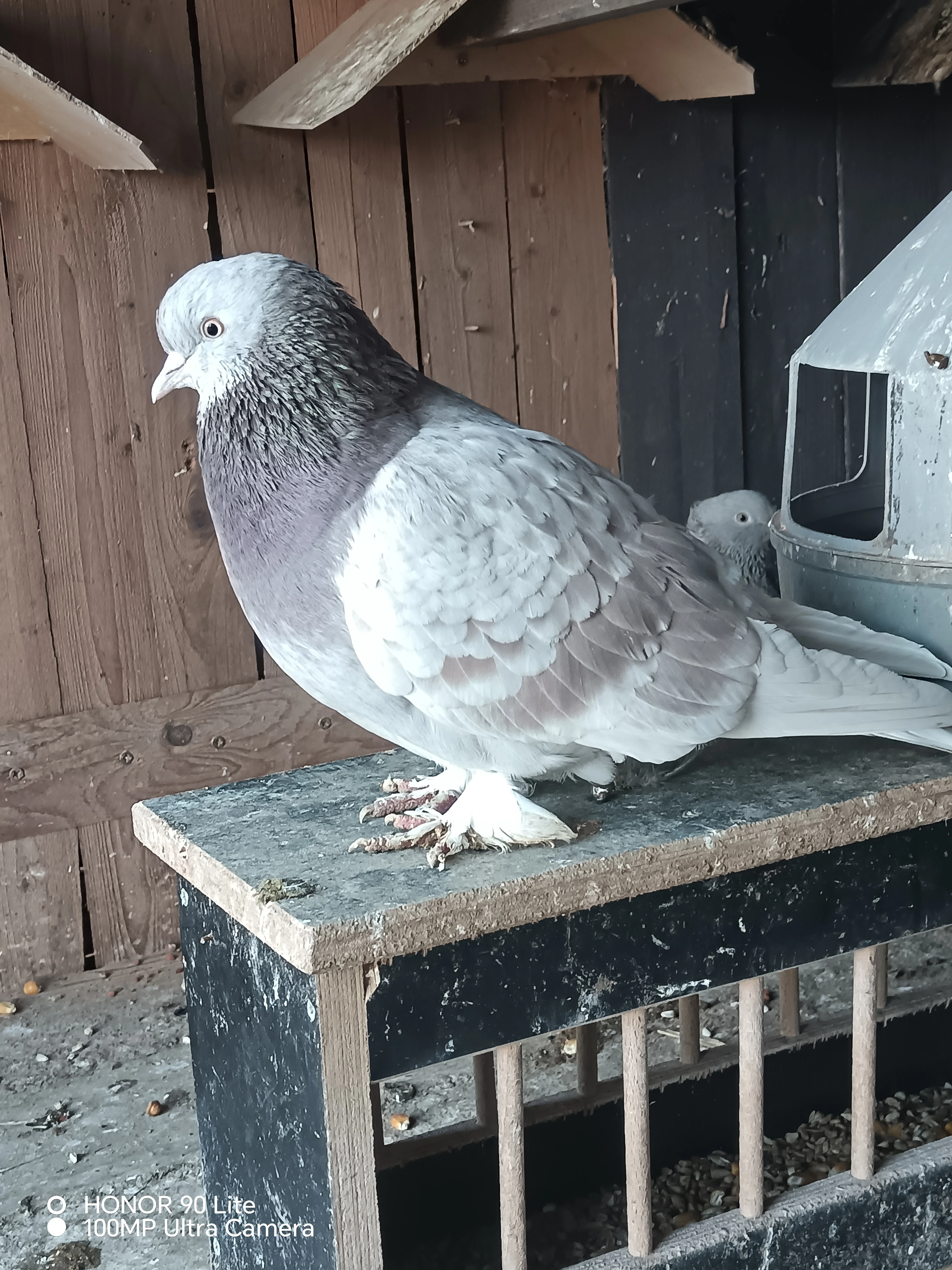 Turecký Tleskač Taklla