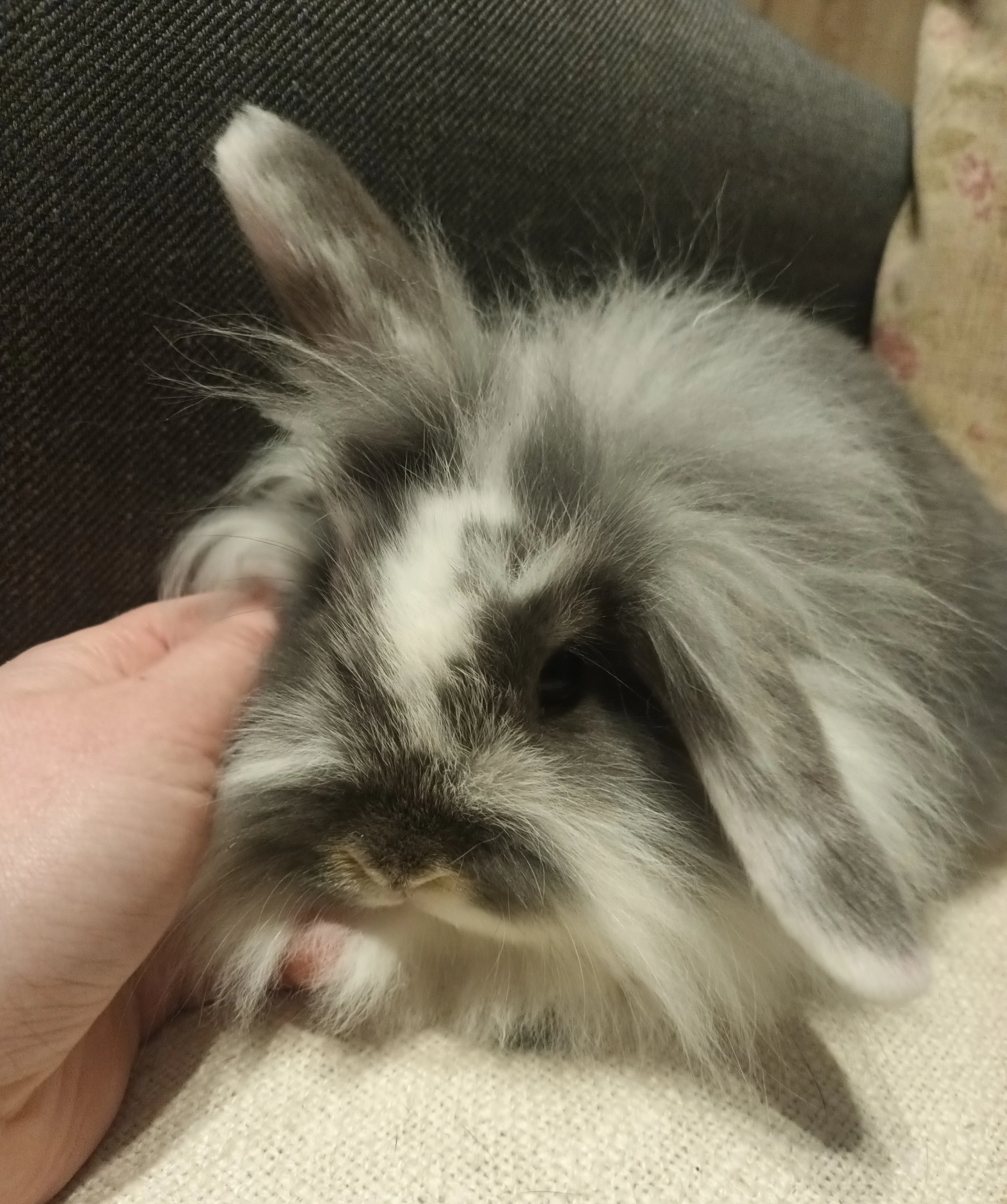 Zakrslý králík - beránek