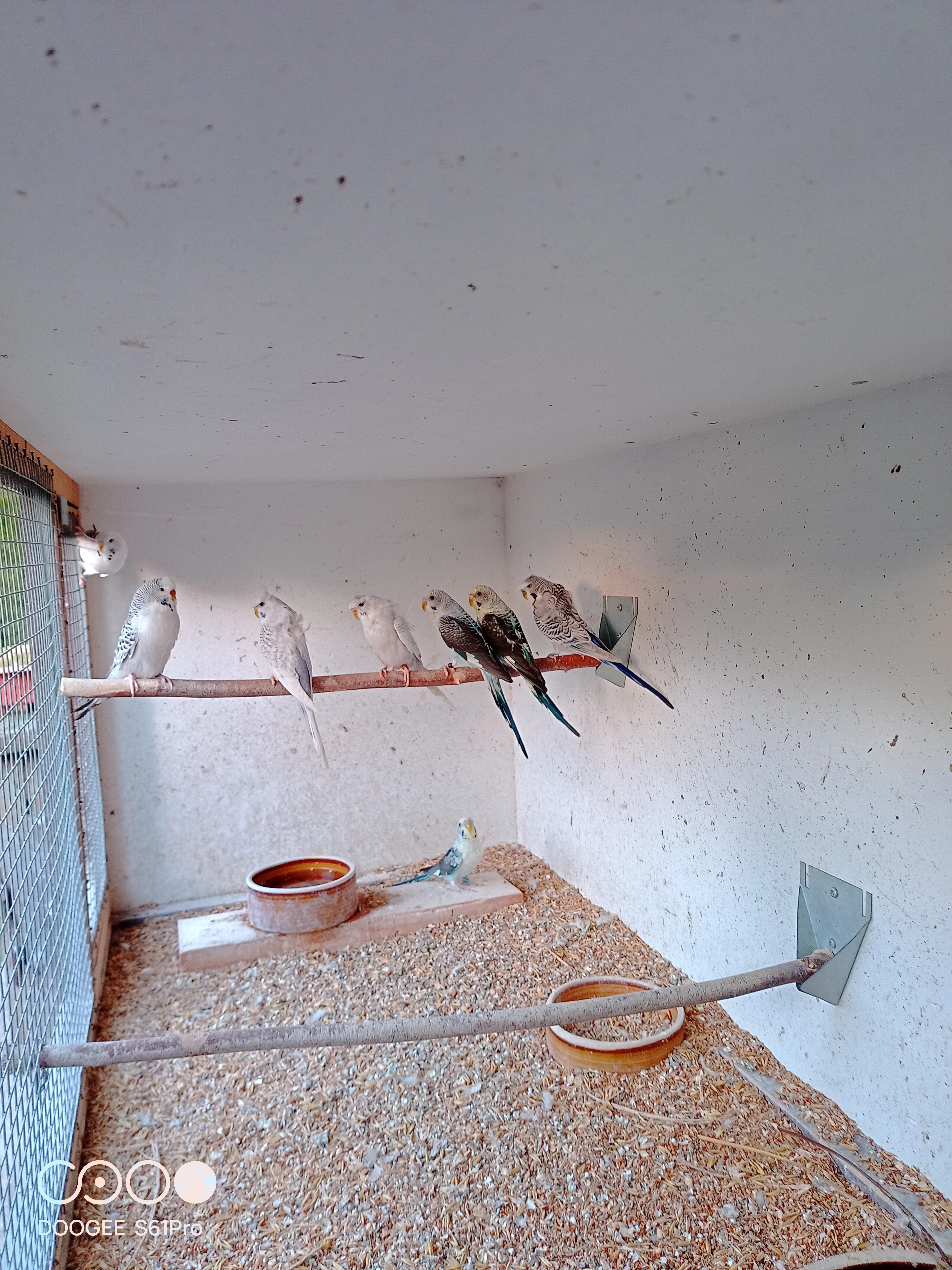 Andulky vlnkované mutace blackwing 1.1