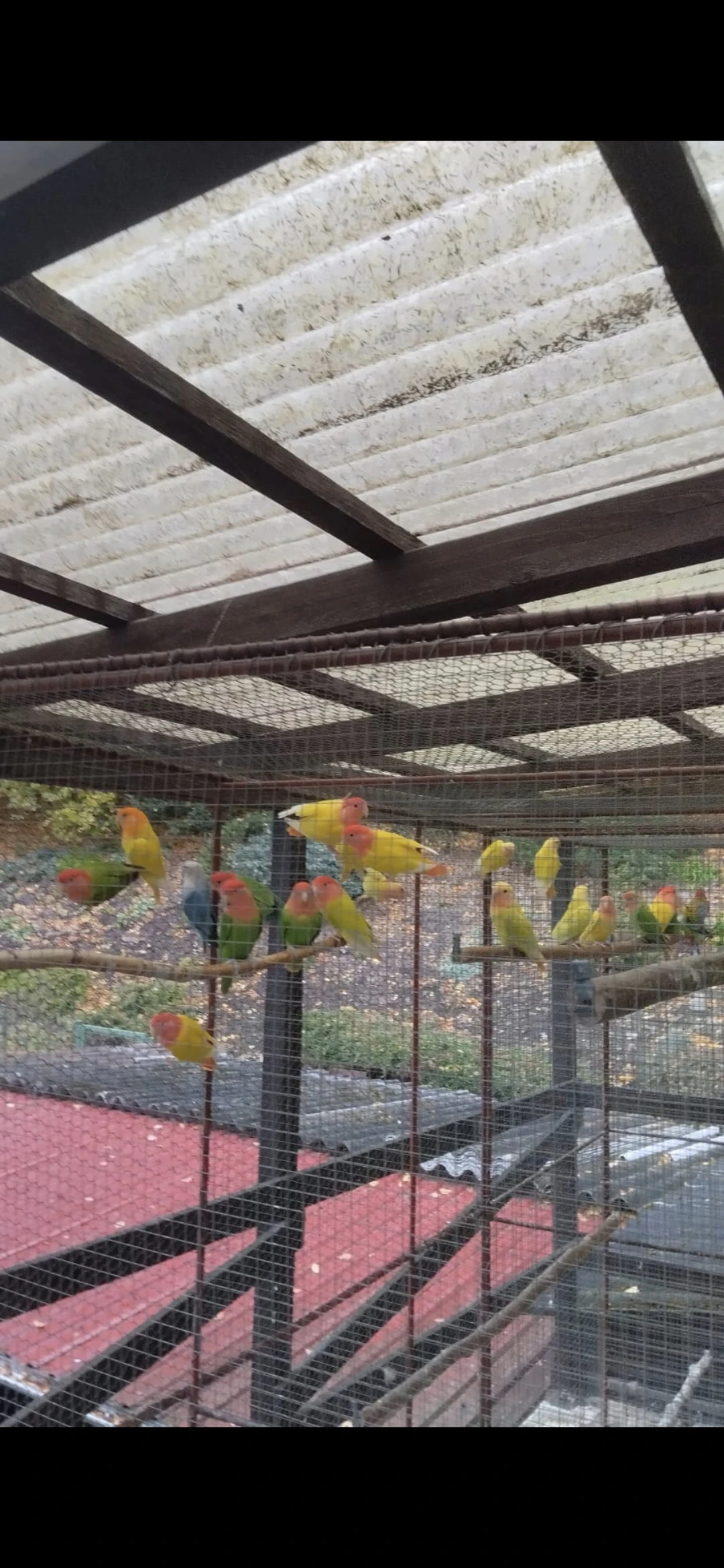 Agapornis růžohrdlý