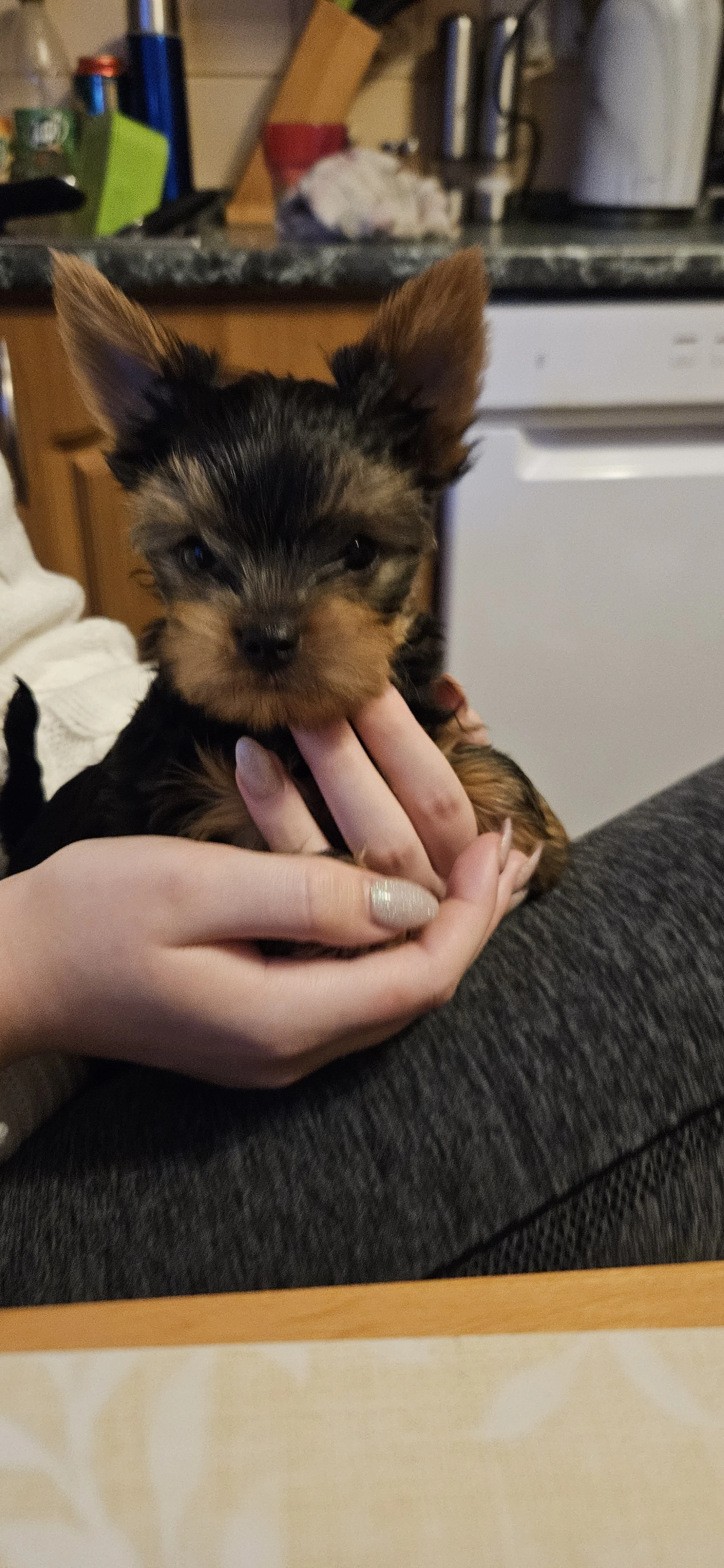 Štěnátka Jorkšírského terriera