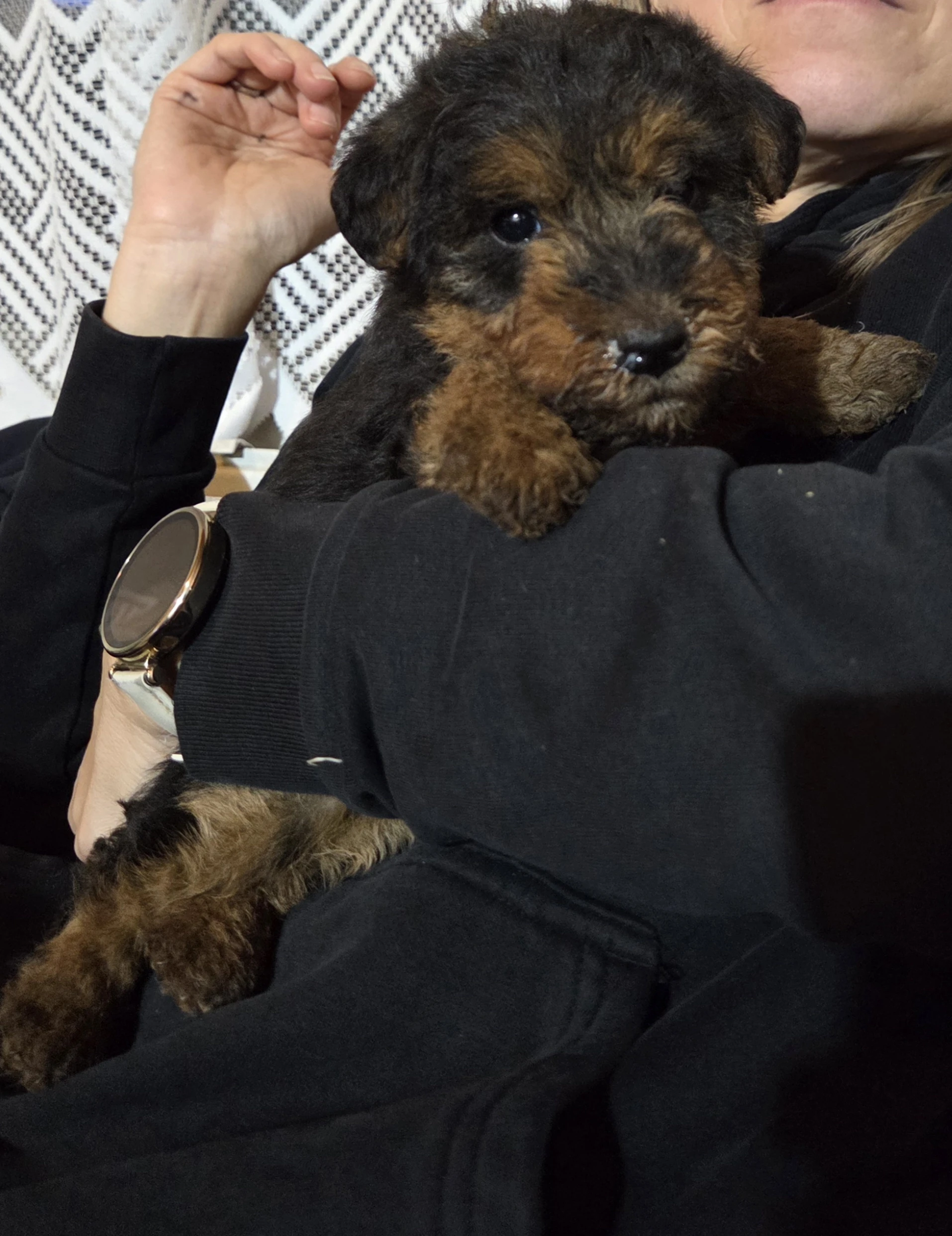 Prodám štěňátka