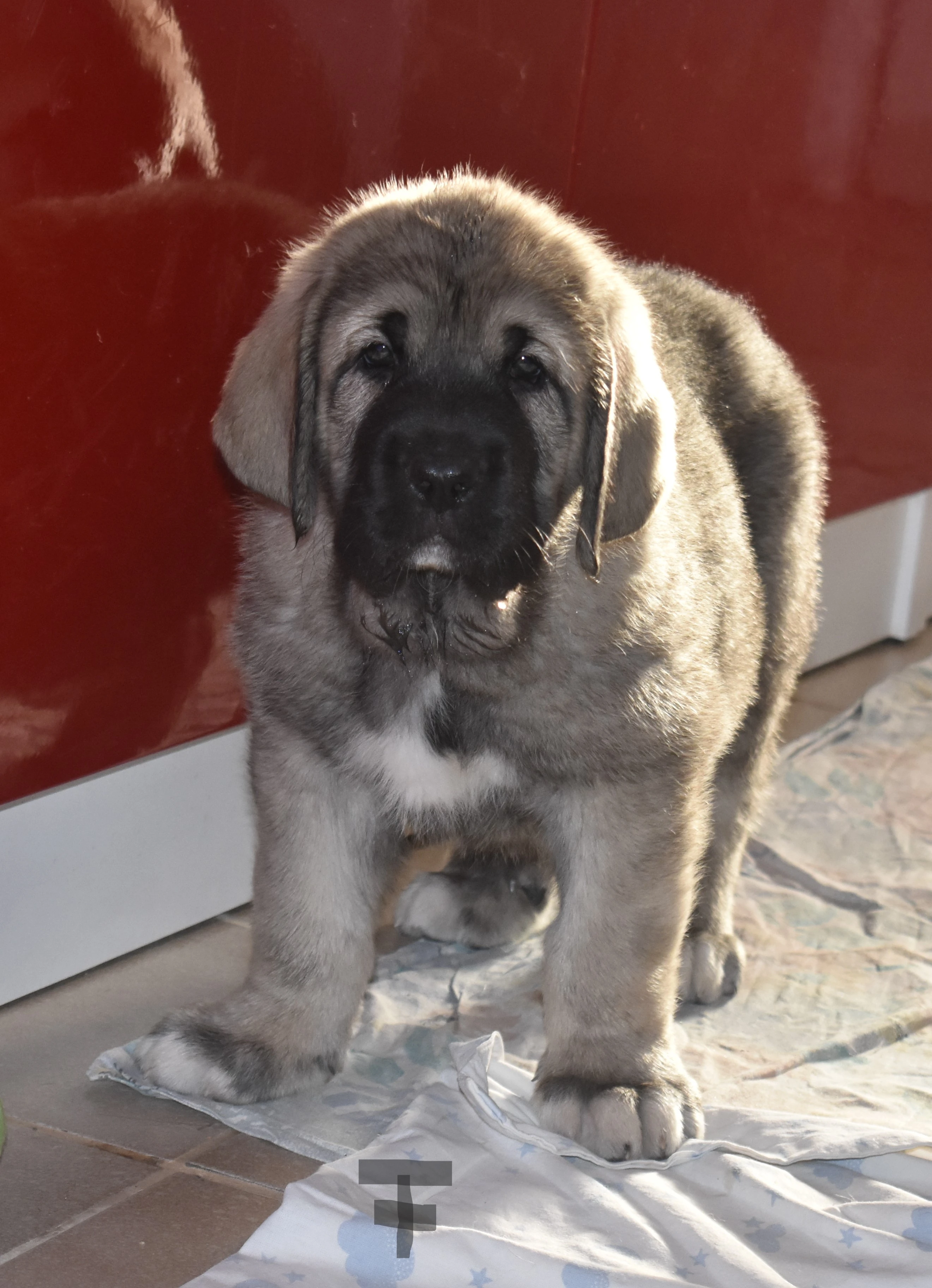 Štěňátka připravená k odběru -oba rodiče Španělský Mastin