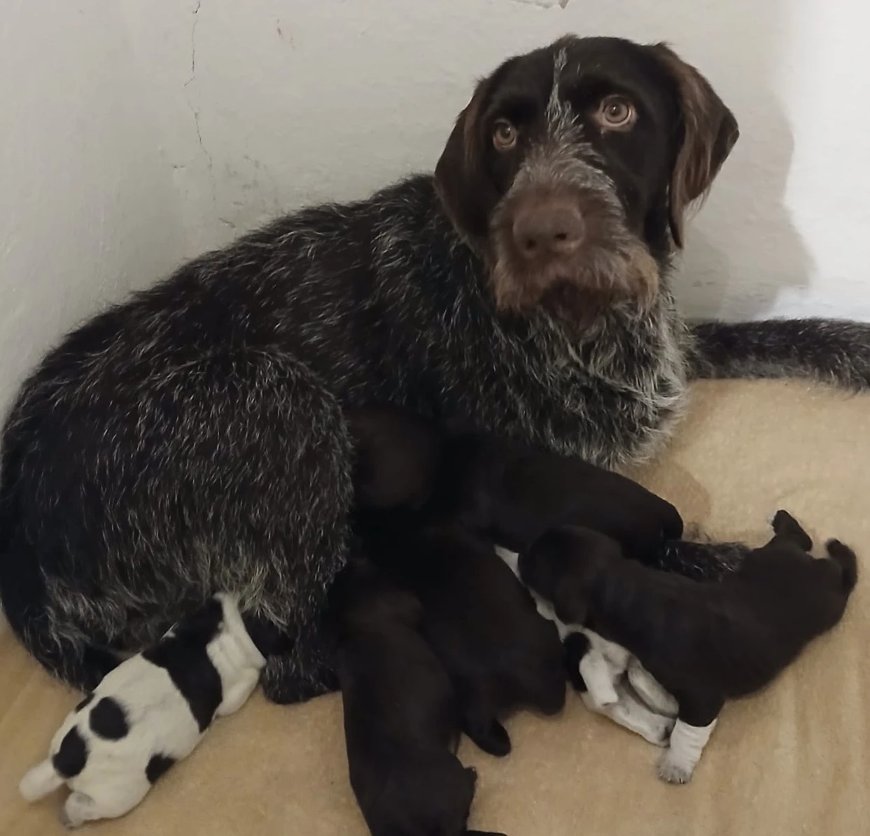 Prodej Českých fousků, pejsci hnědáci