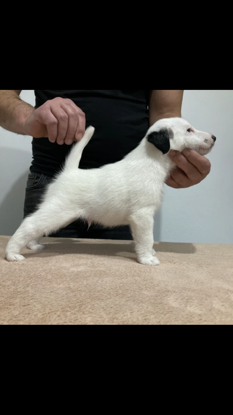 Foxteriér hladkosrstý