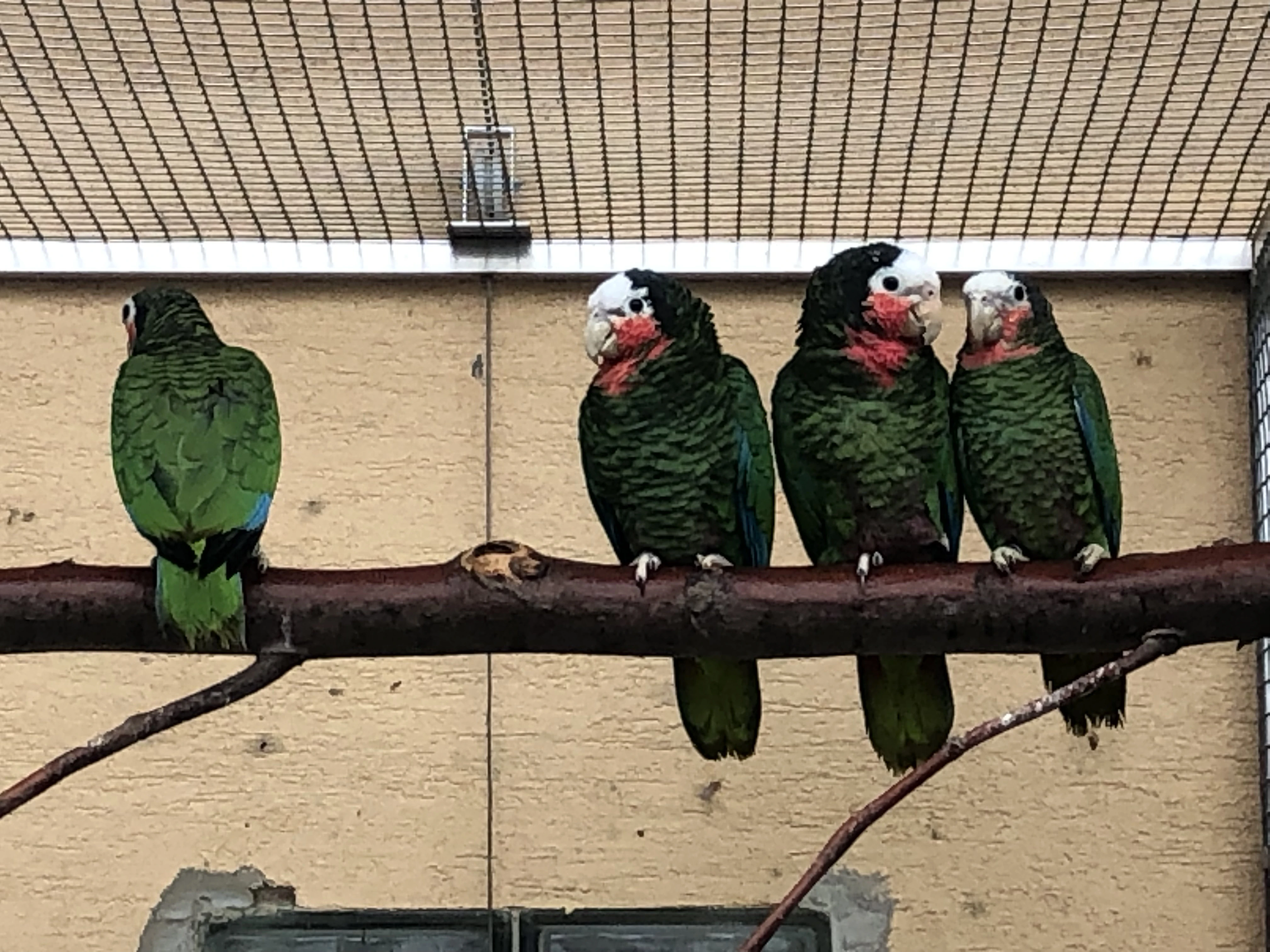 Amazoňan kubánský loňské 1:1