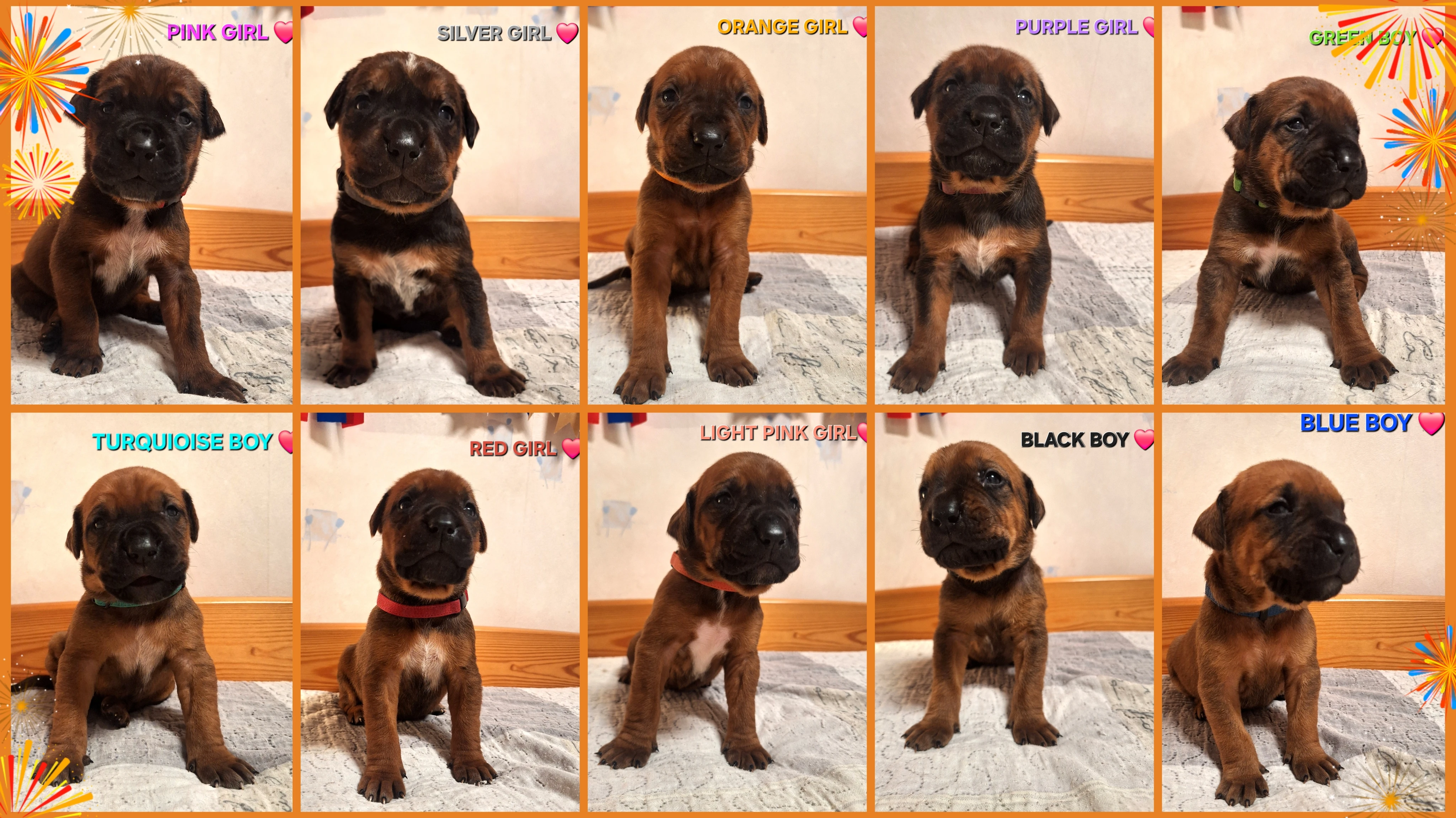 Tosa inu štěňátka s PP