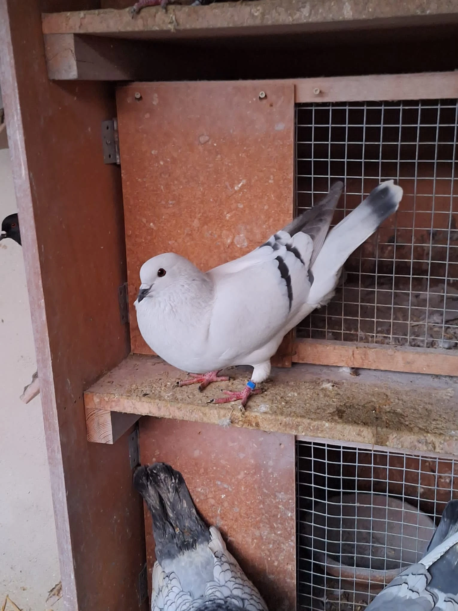 Český voláč sivý