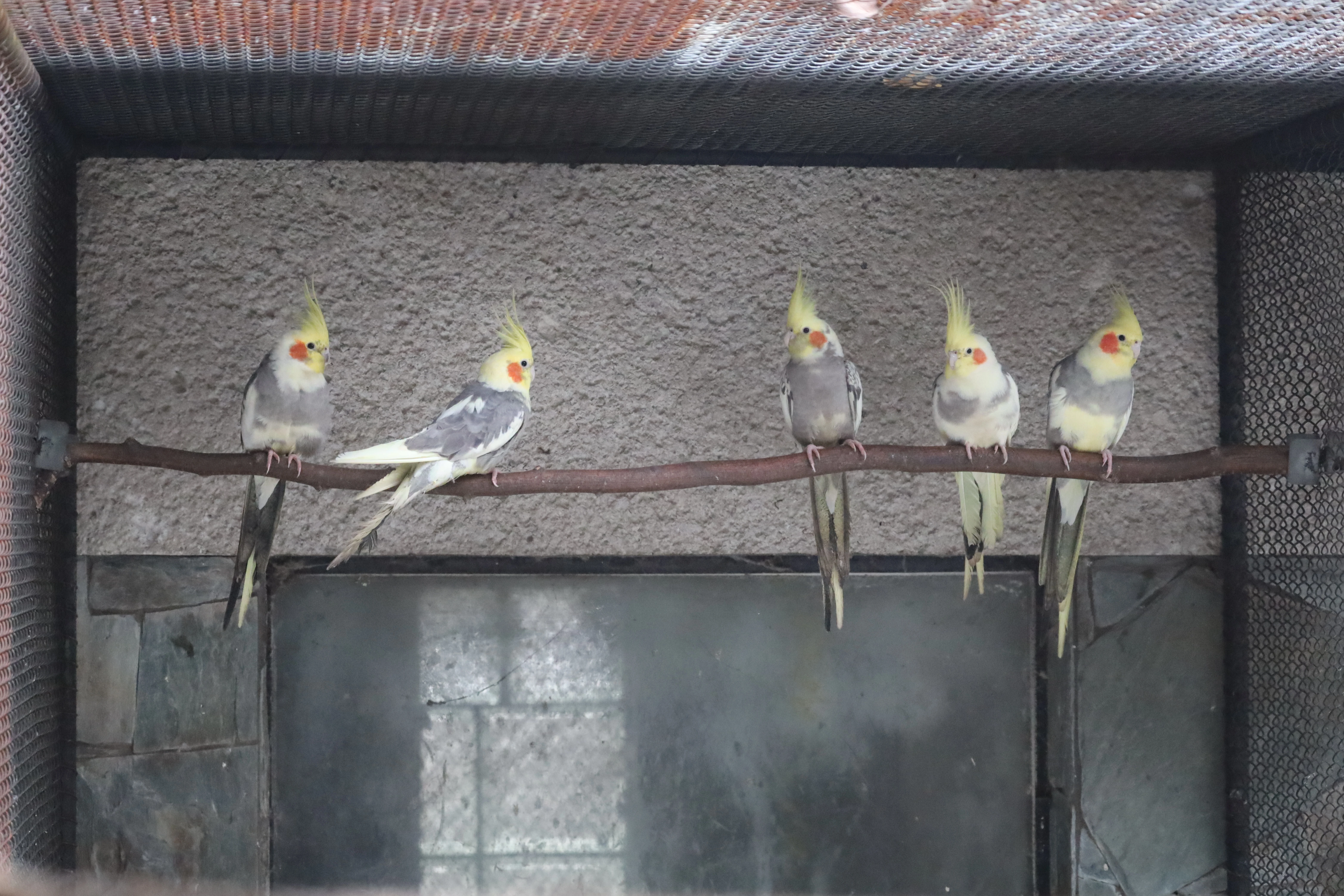 Korela chocholatá straka