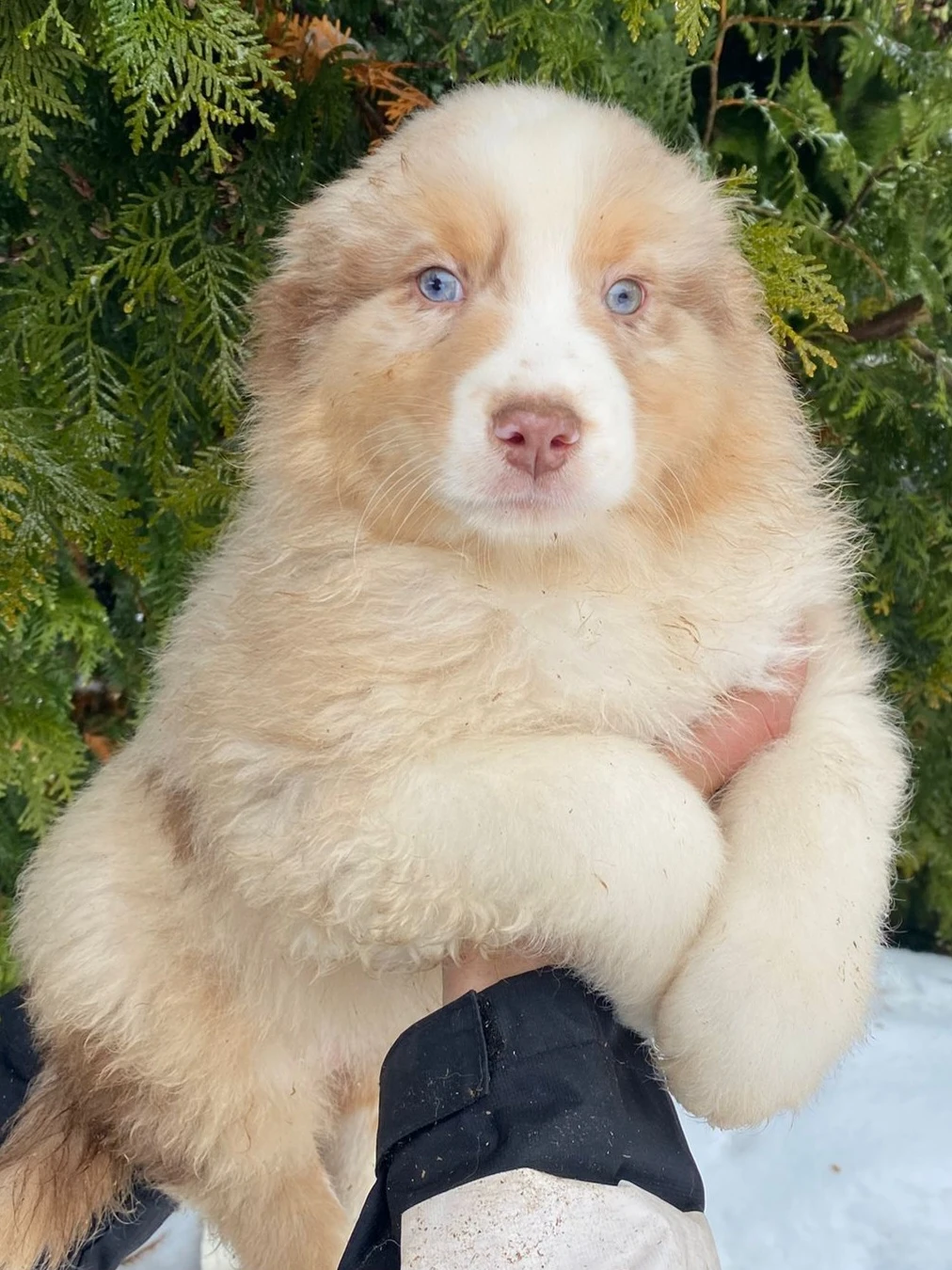 Australslý ovčák bez PP