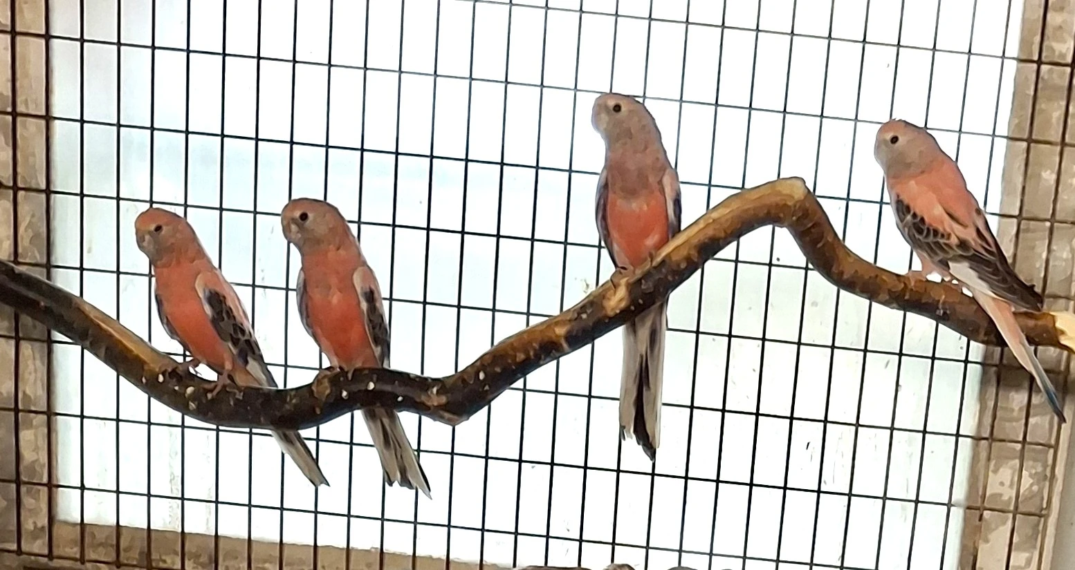 Neoféma bourek -růžový odchov 2025