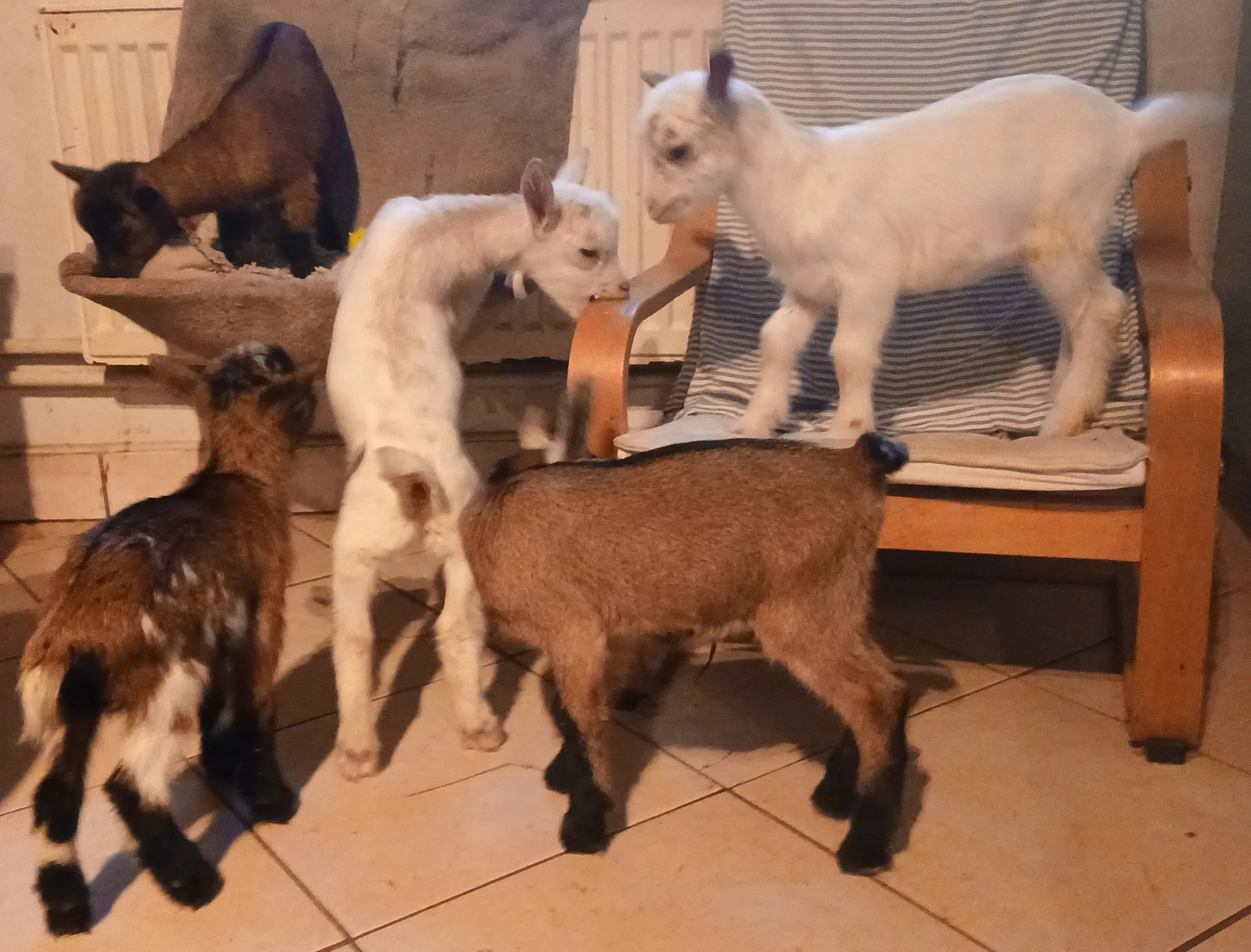 Holandské zakrslé kozy - ručně dokrmená kůzlata