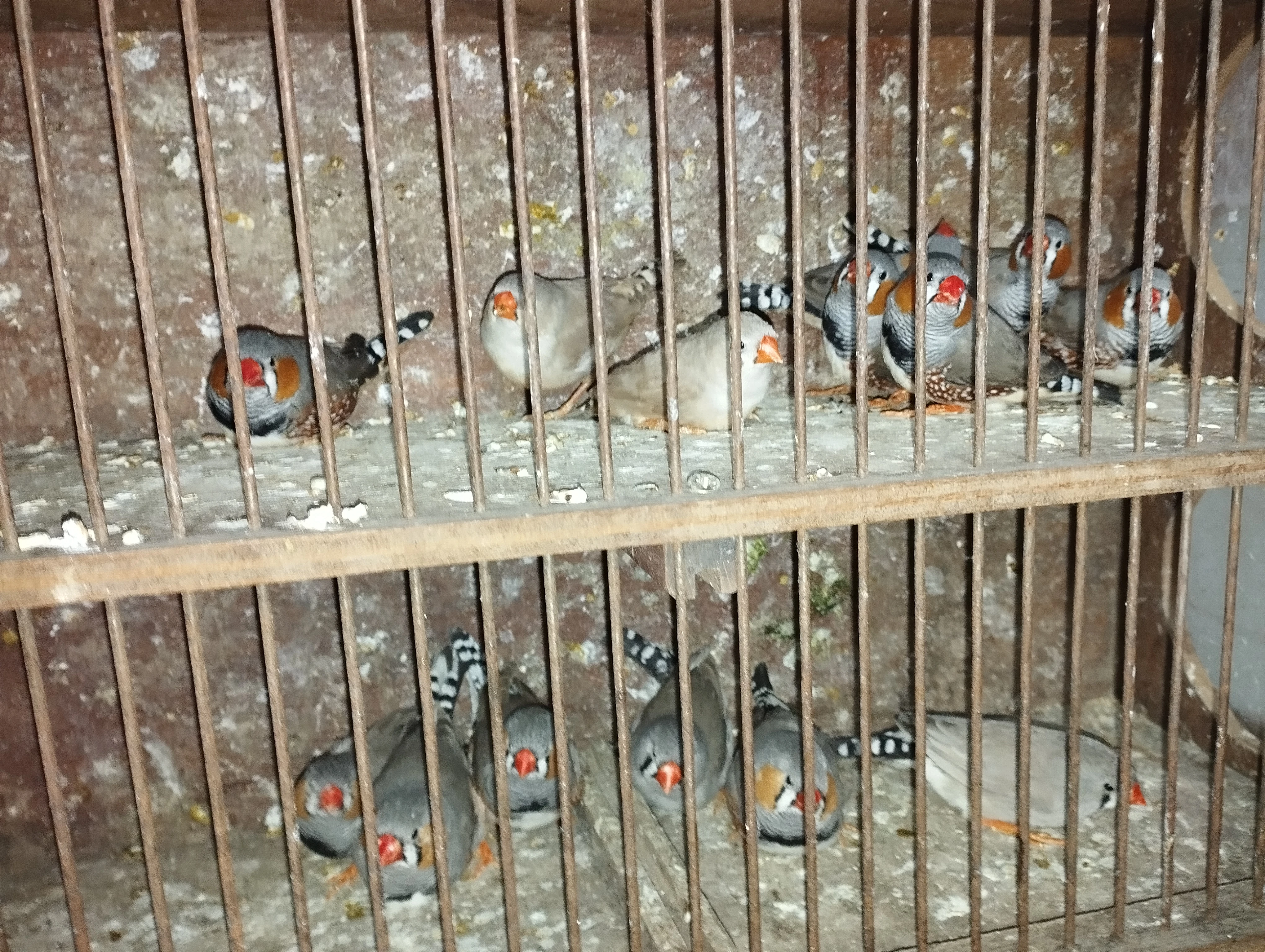 Prodám zebřičku pestrou