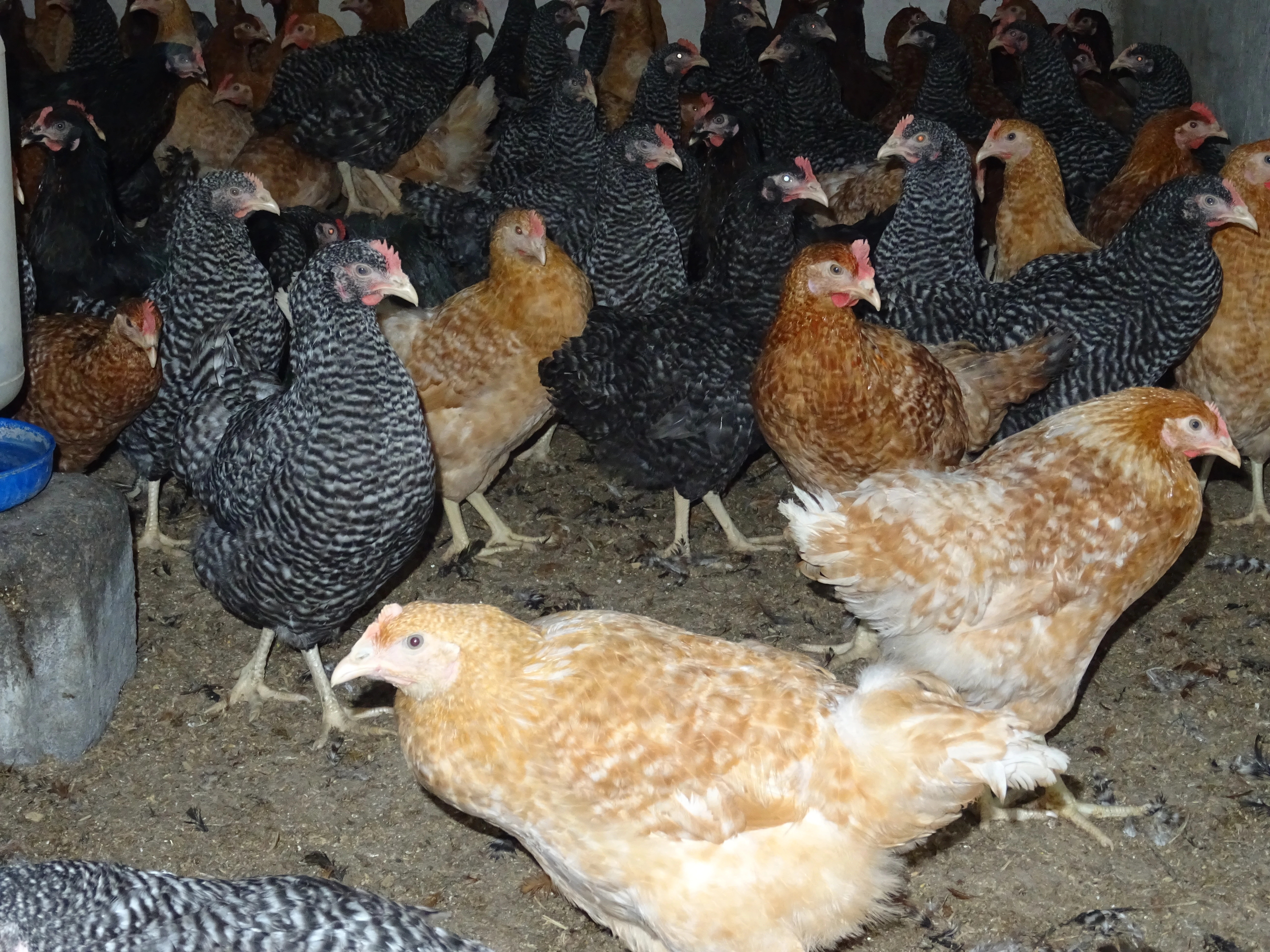 Kuřice před snáškou