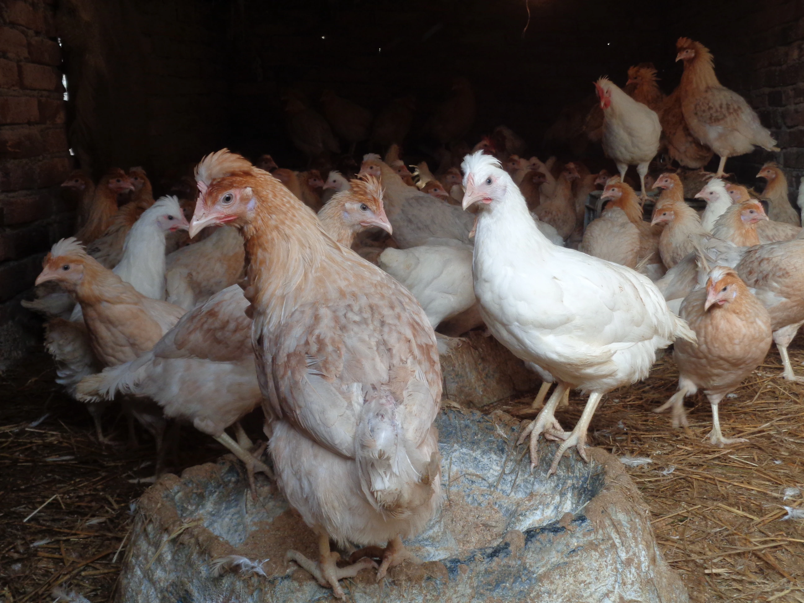 Kuřice před snáškou